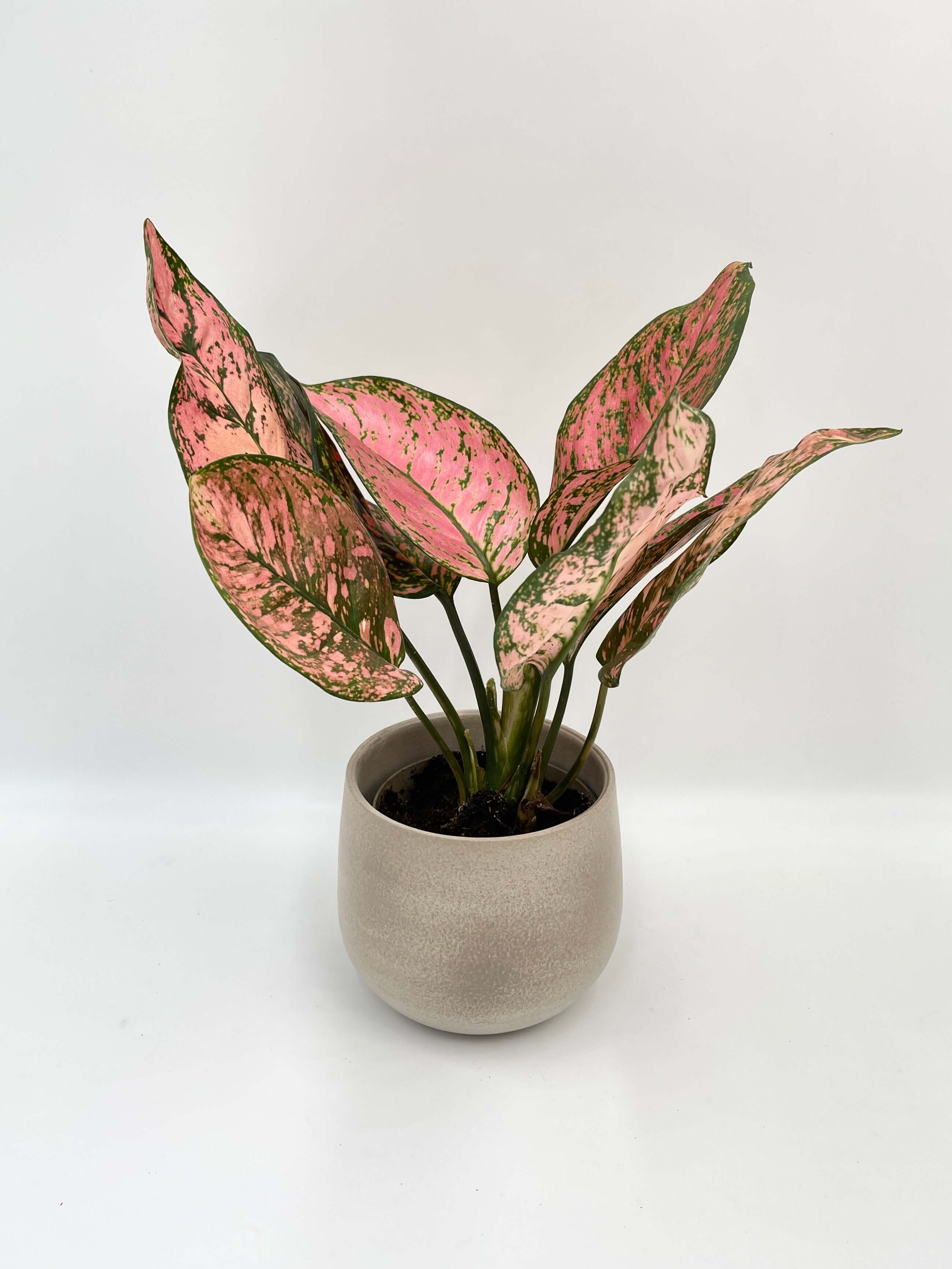 Aglaonema Pink, Chinese Evergreen