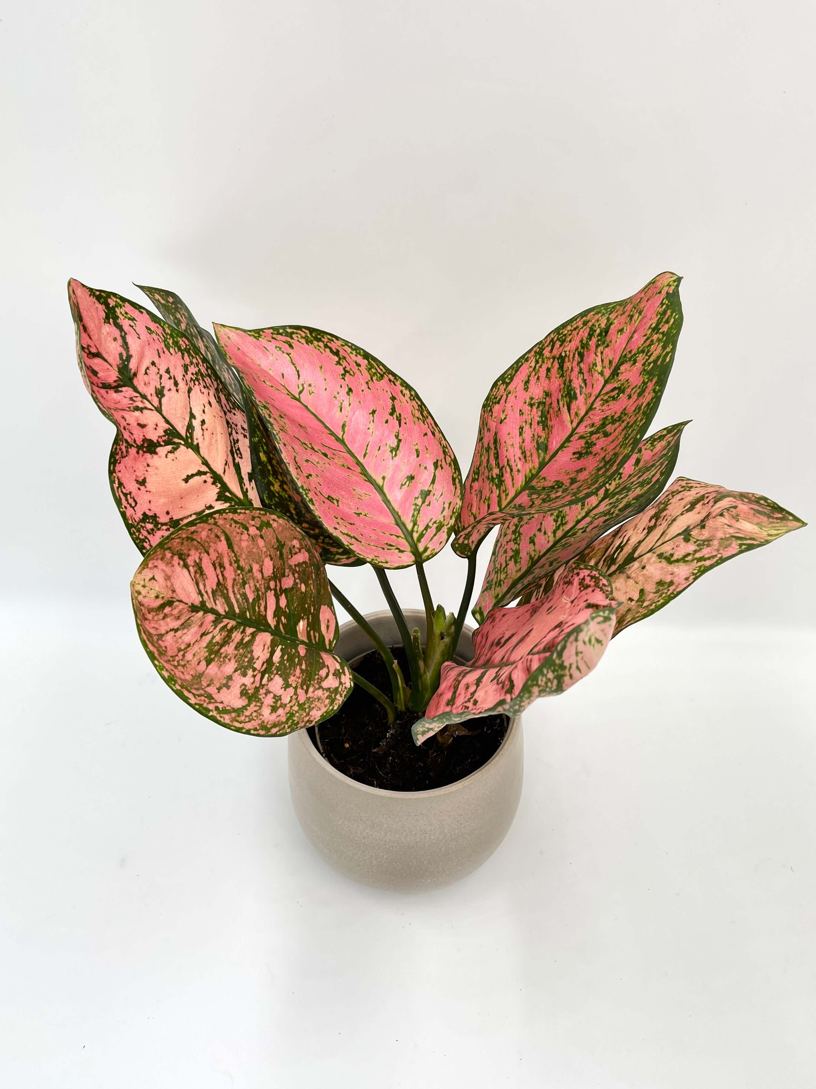 Aglaonema Pink, Chinese Evergreen