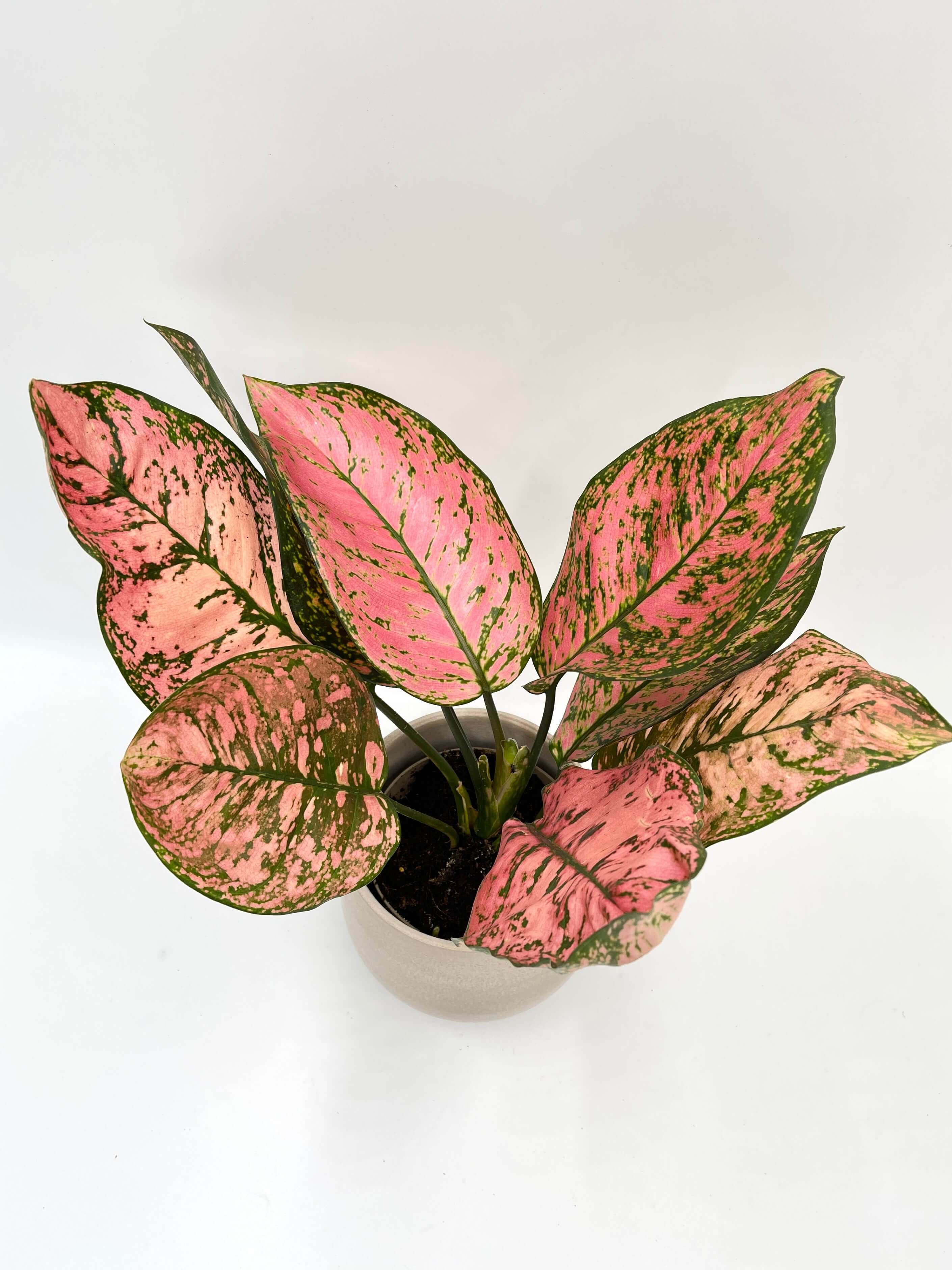 Aglaonema Pink, Chinese Evergreen