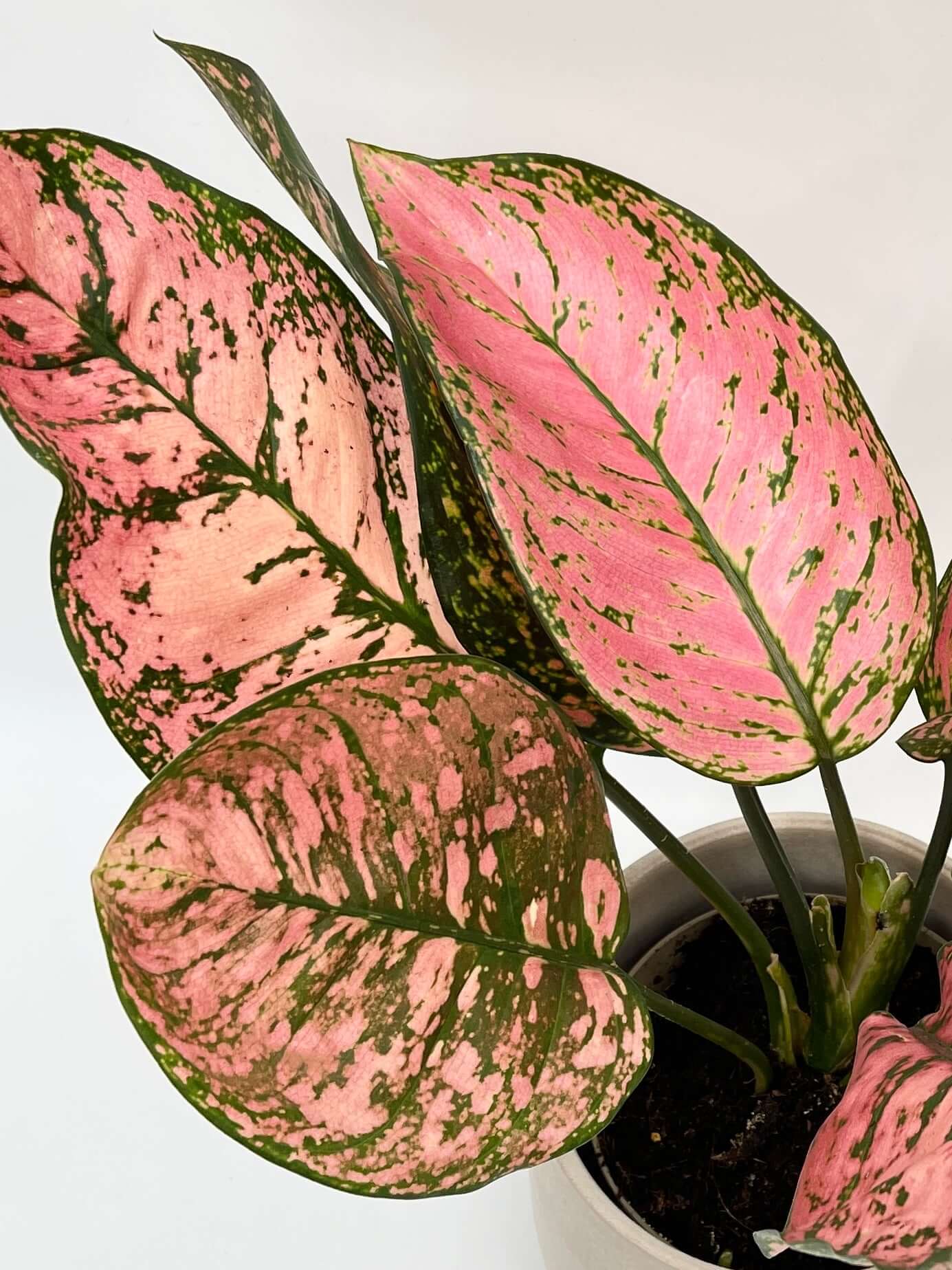 Aglaonema Pink, Chinese Evergreen