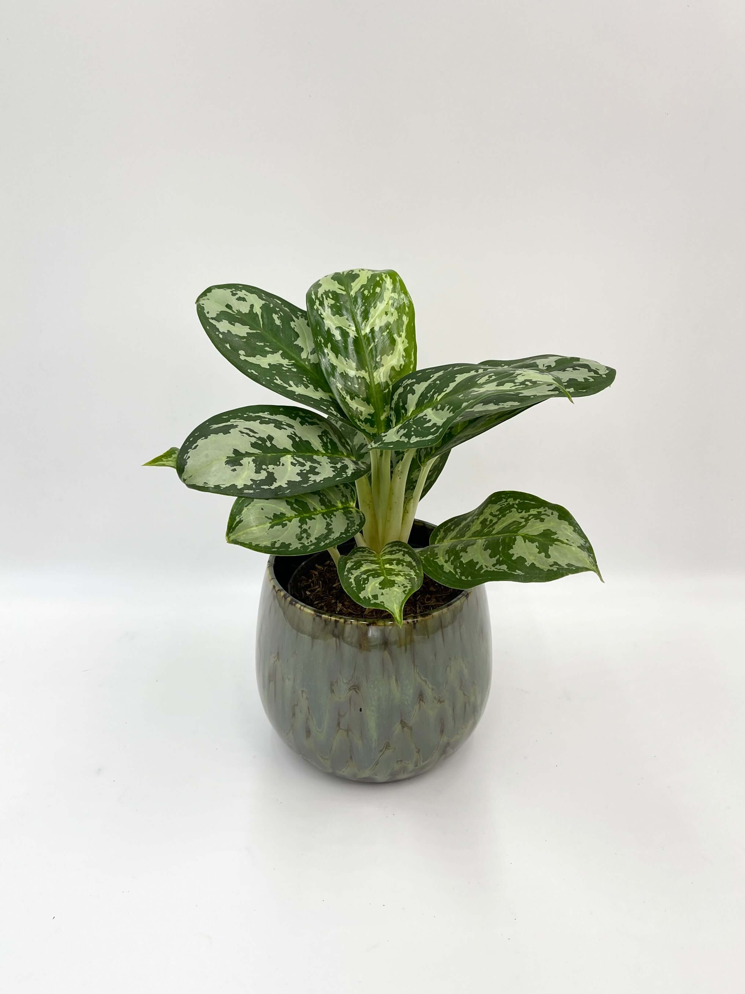 Aglaonema Amazon Silver