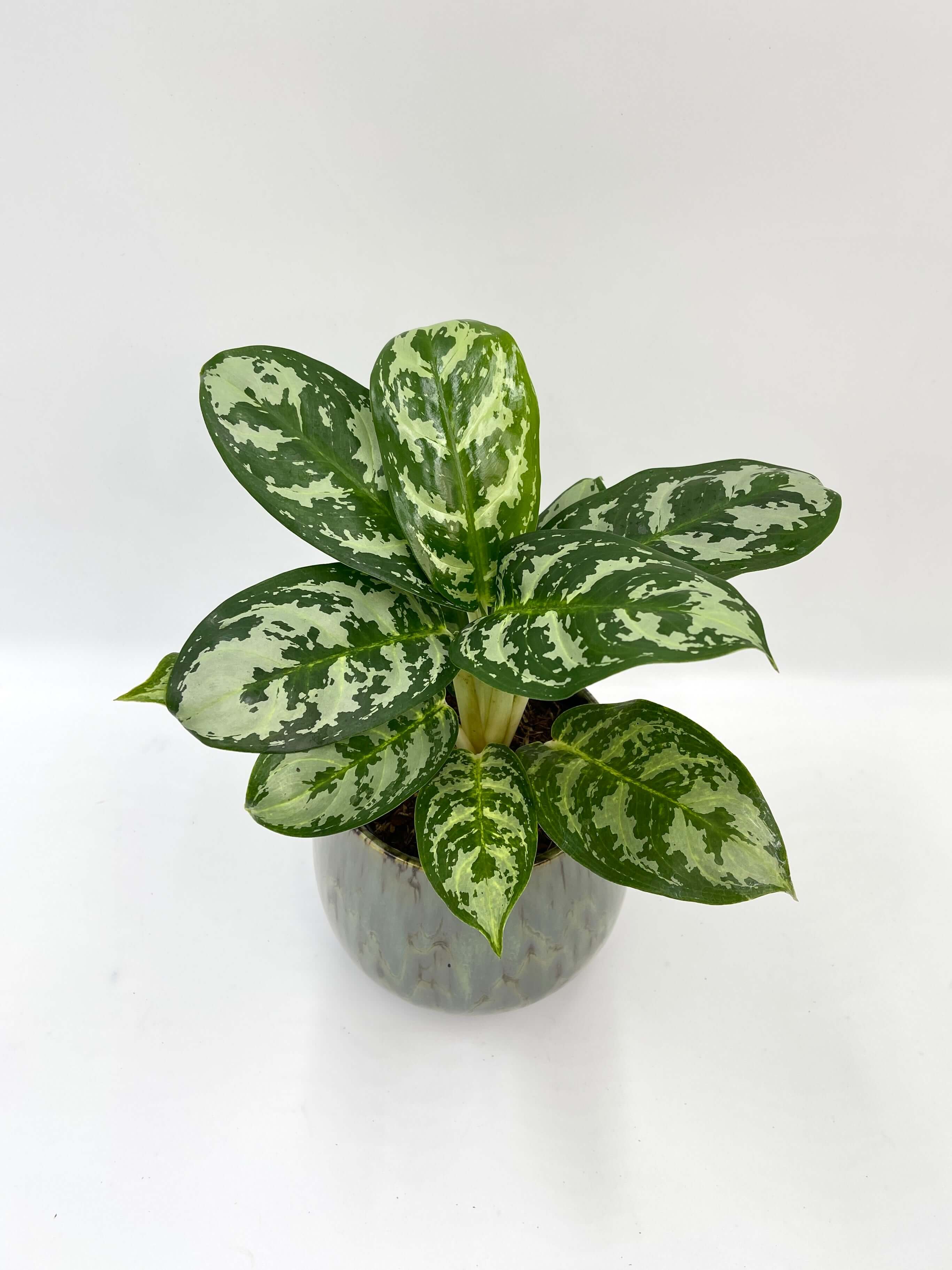 Aglaonema Amazon Silver