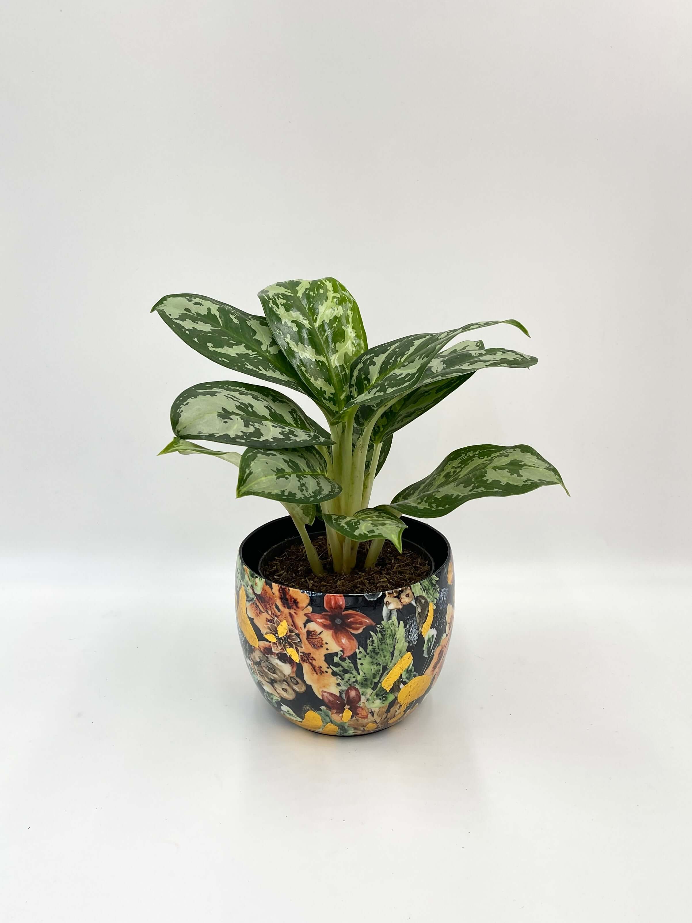 Aglaonema Amazon Silver