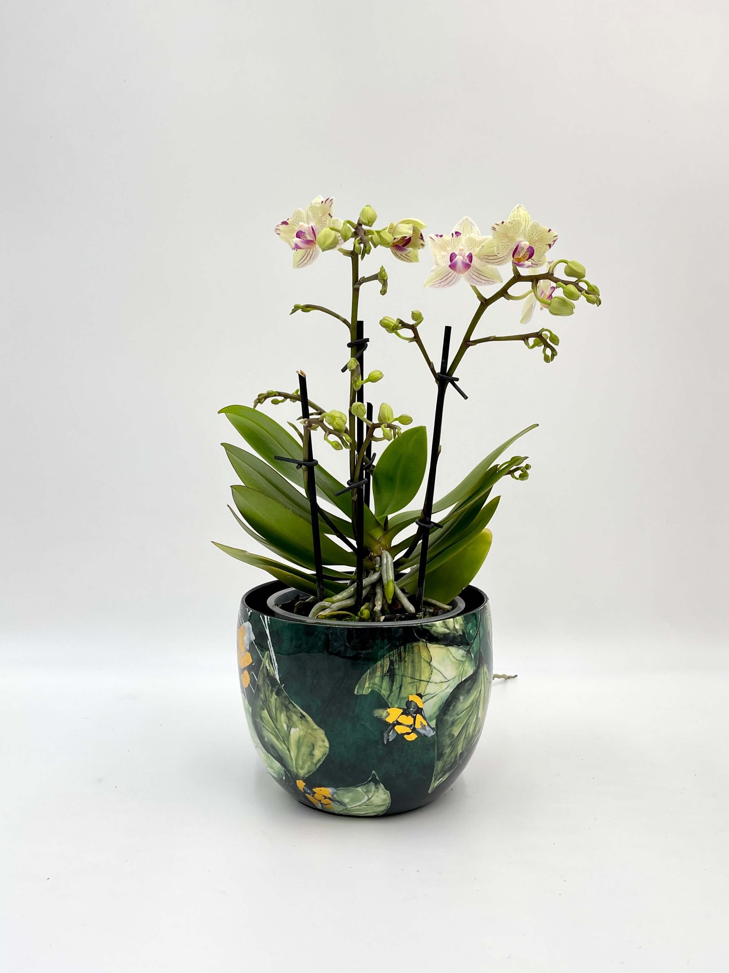 Phalaenopsis Peloric Orchid, Vanilla Cream