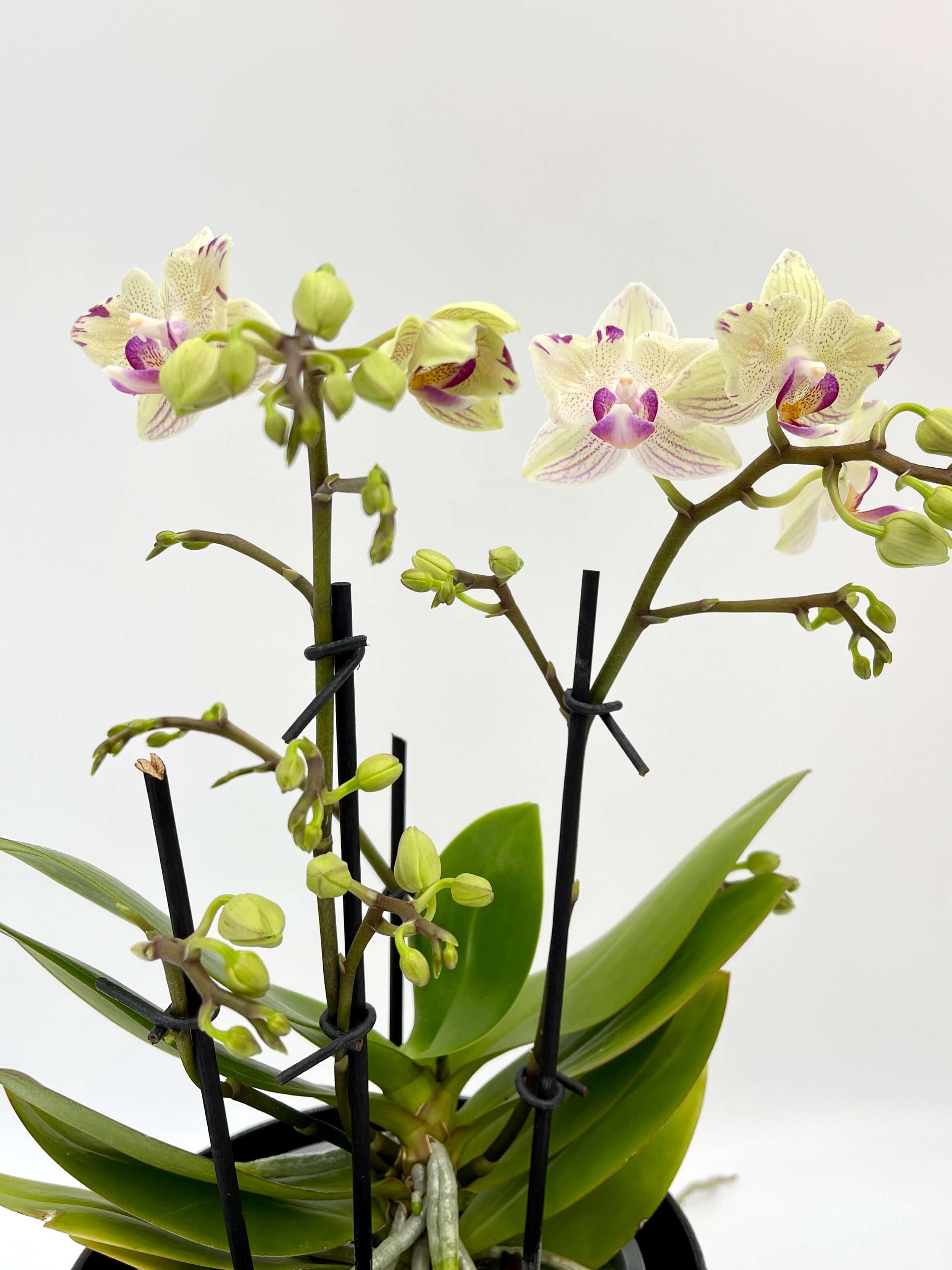 Phalaenopsis Peloric Orchid, Vanilla Cream