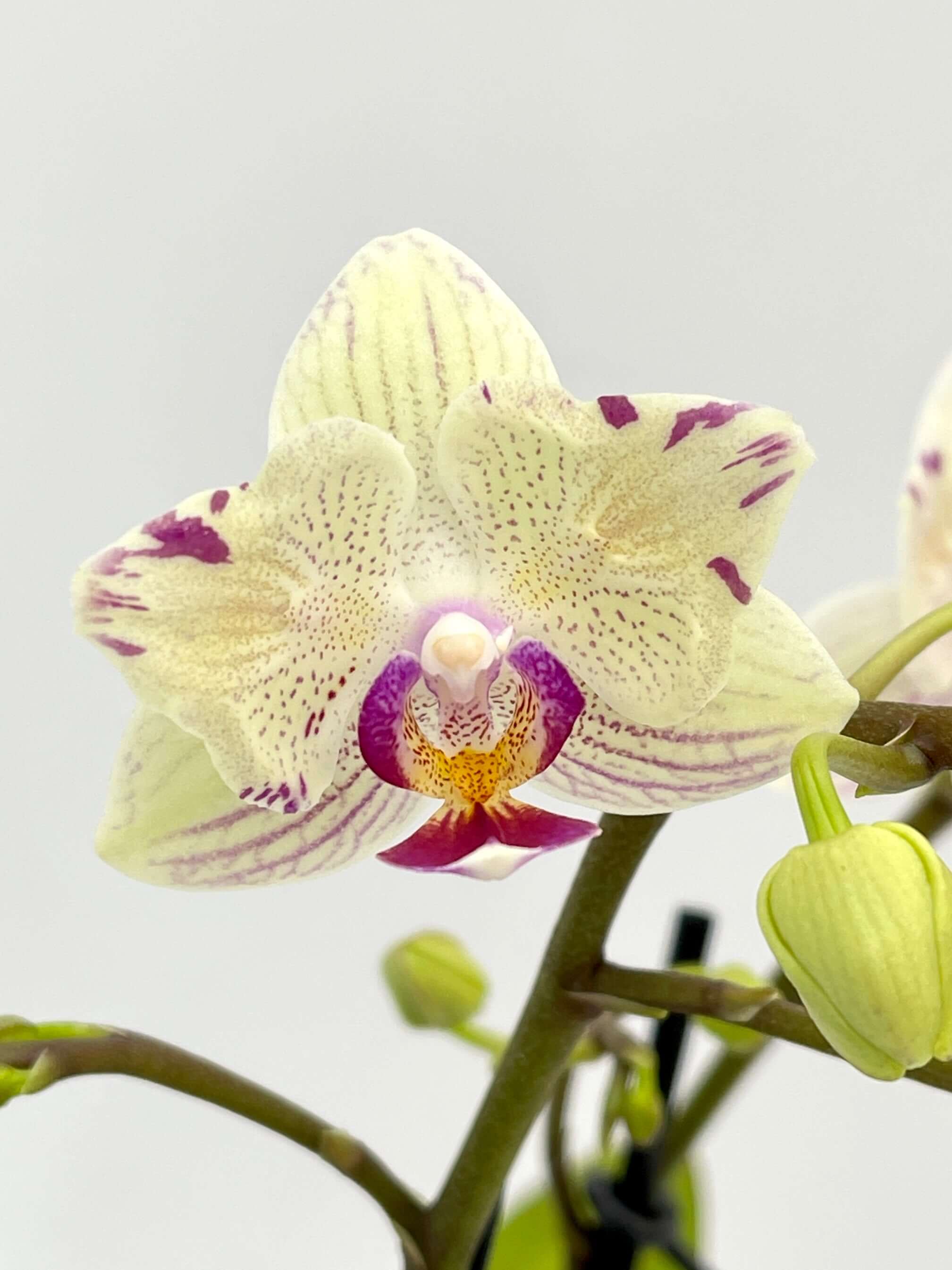 Phalaenopsis Peloric Orchid, Vanilla Cream