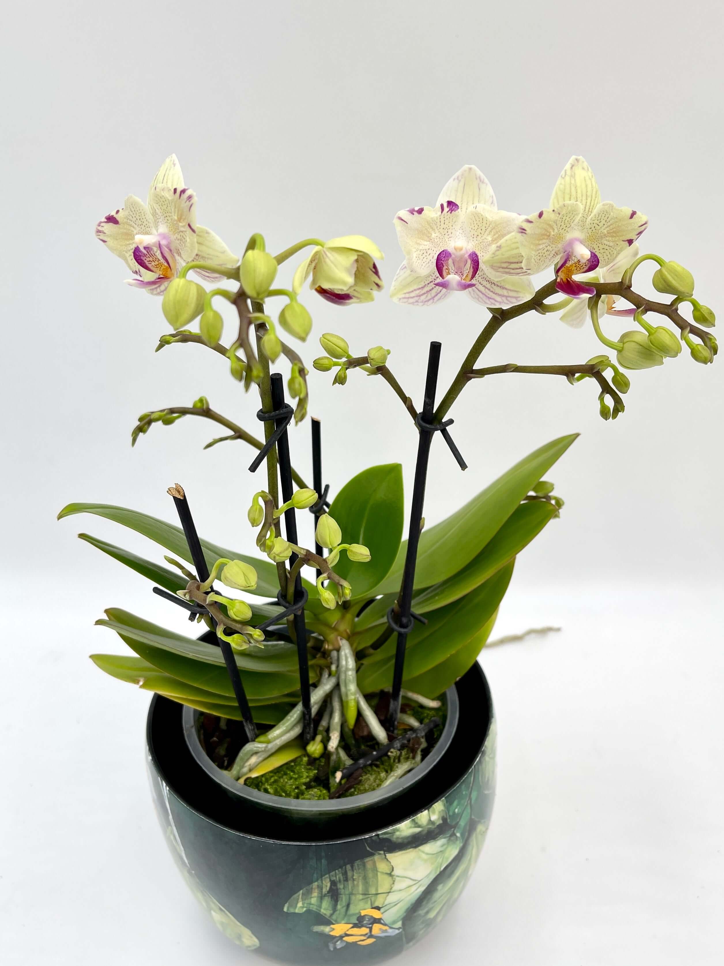 Phalaenopsis Peloric Orchid, Vanilla Cream