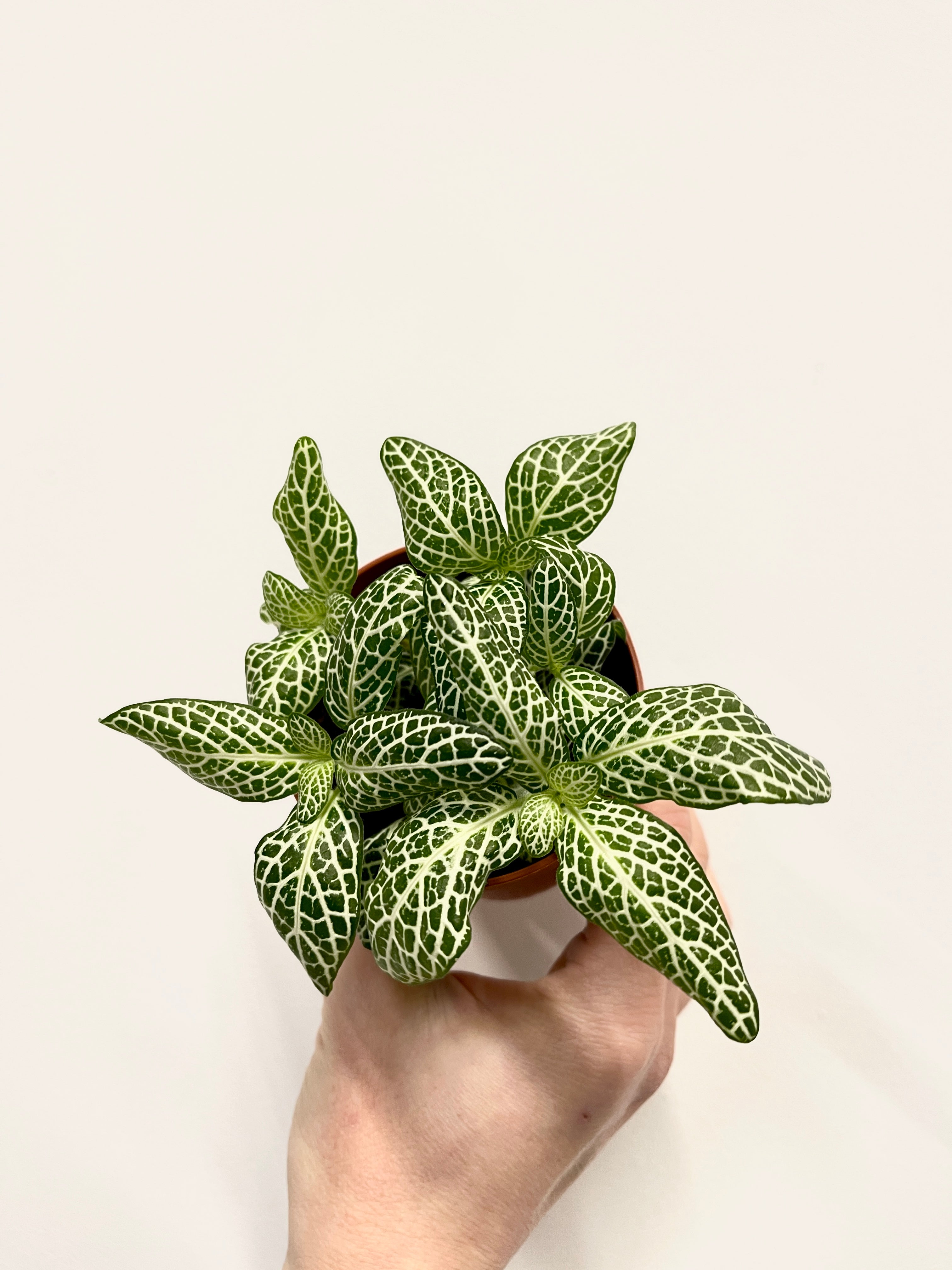 Fittonia Albivenis Plants, Limited Edition