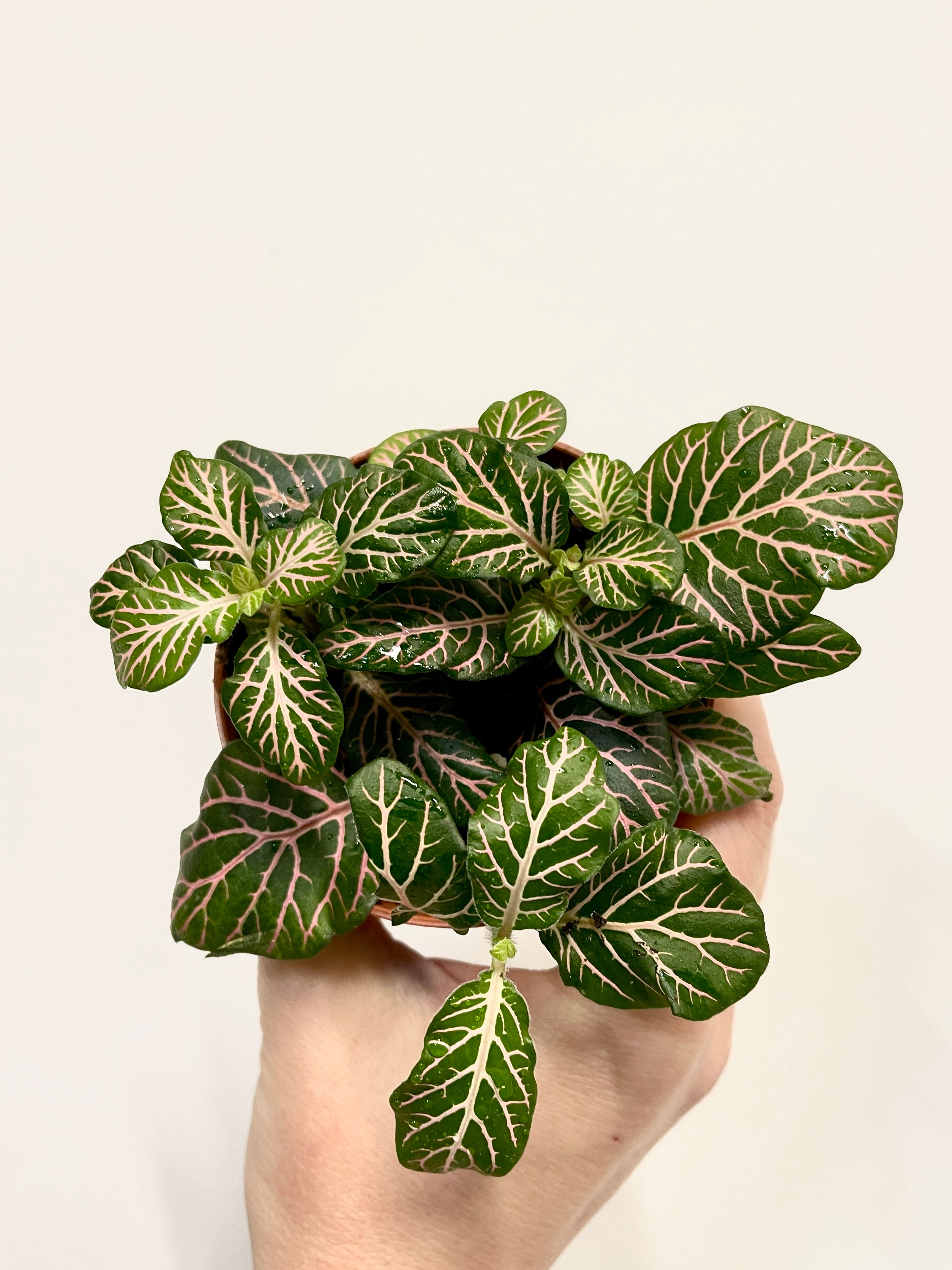 Fittonia Albivenis Plants, Limited Edition