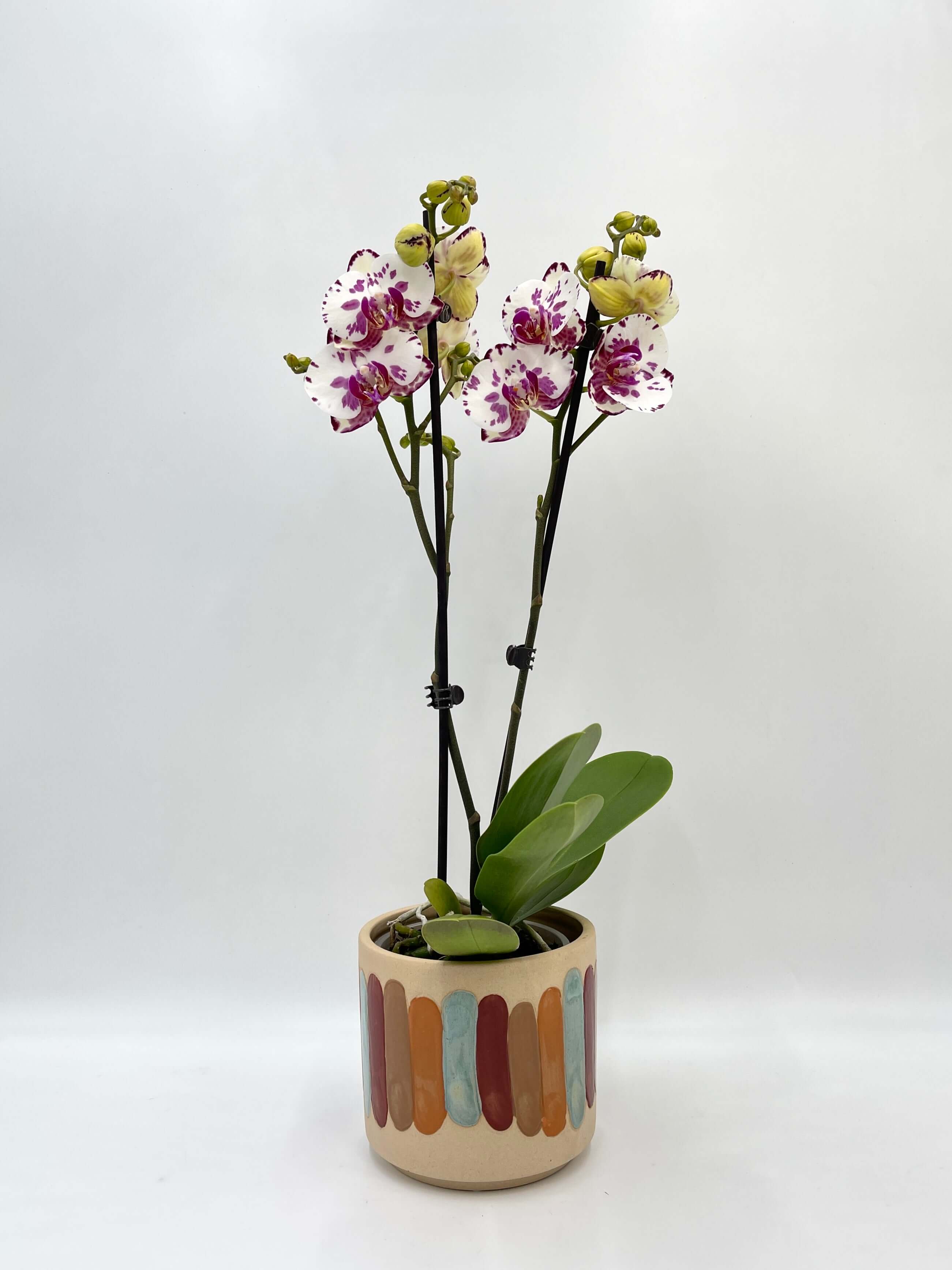 Phalaenopsis Viola