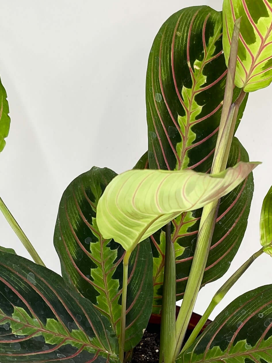 Maranta Fascinator, Prayer Plant