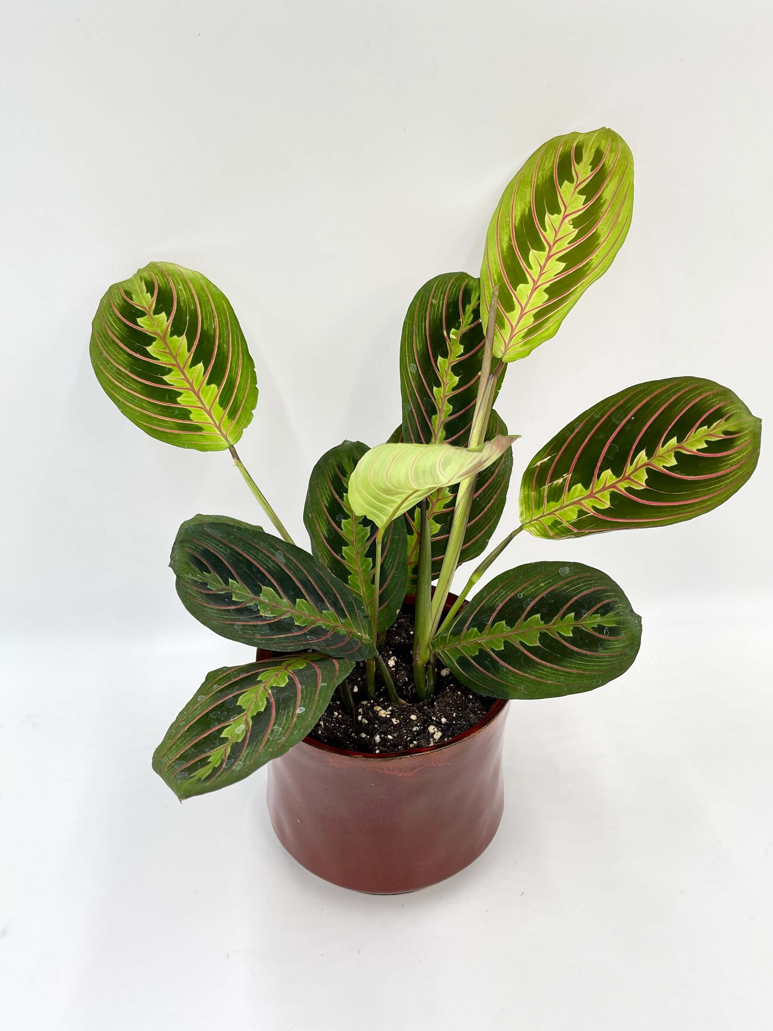 Maranta Fascinator, Prayer Plant