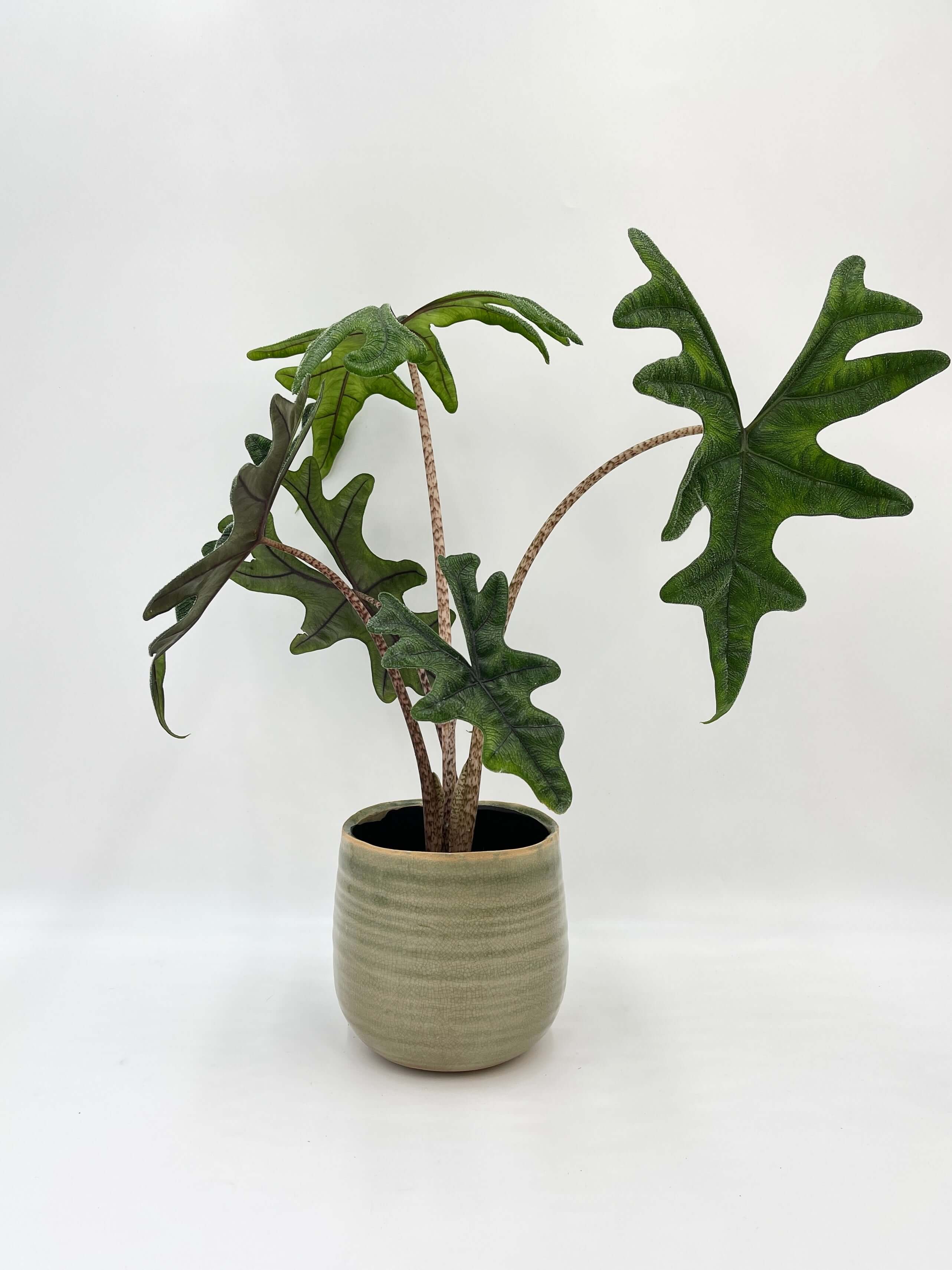 Alocasia Jacklyn