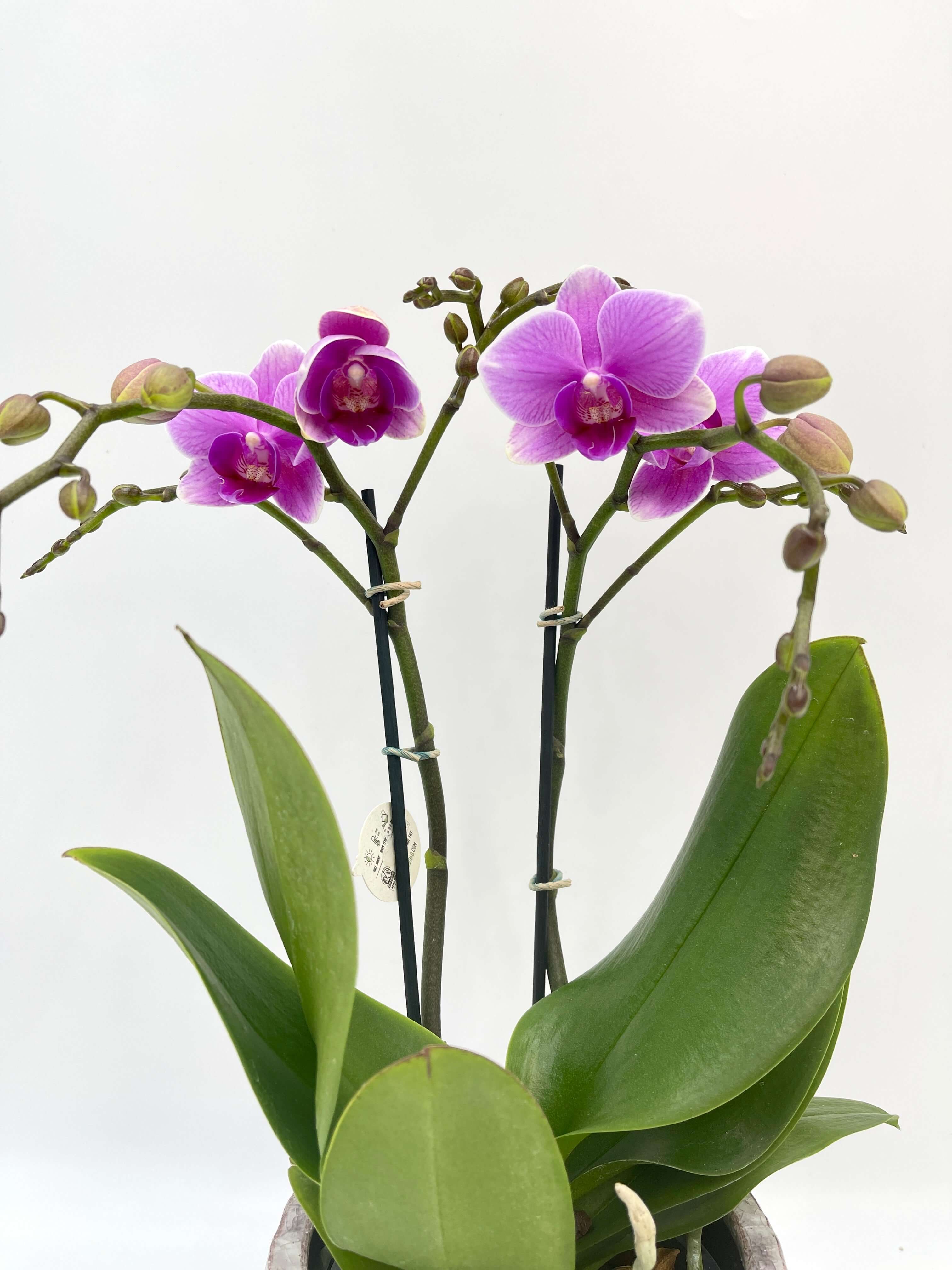 Phalaenopsis Hilda Fieck Orchid