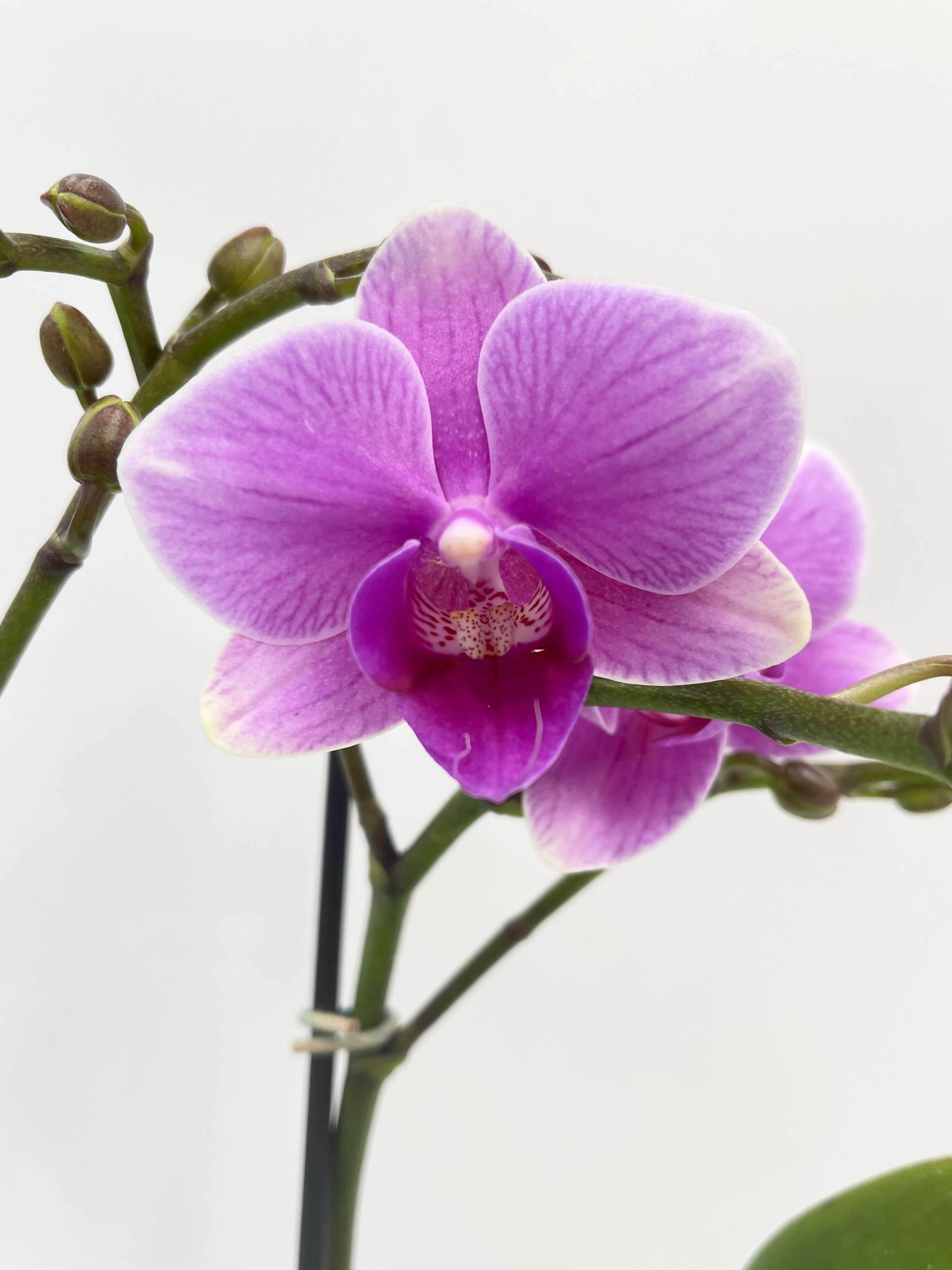 Phalaenopsis Hilda Fieck Orchid