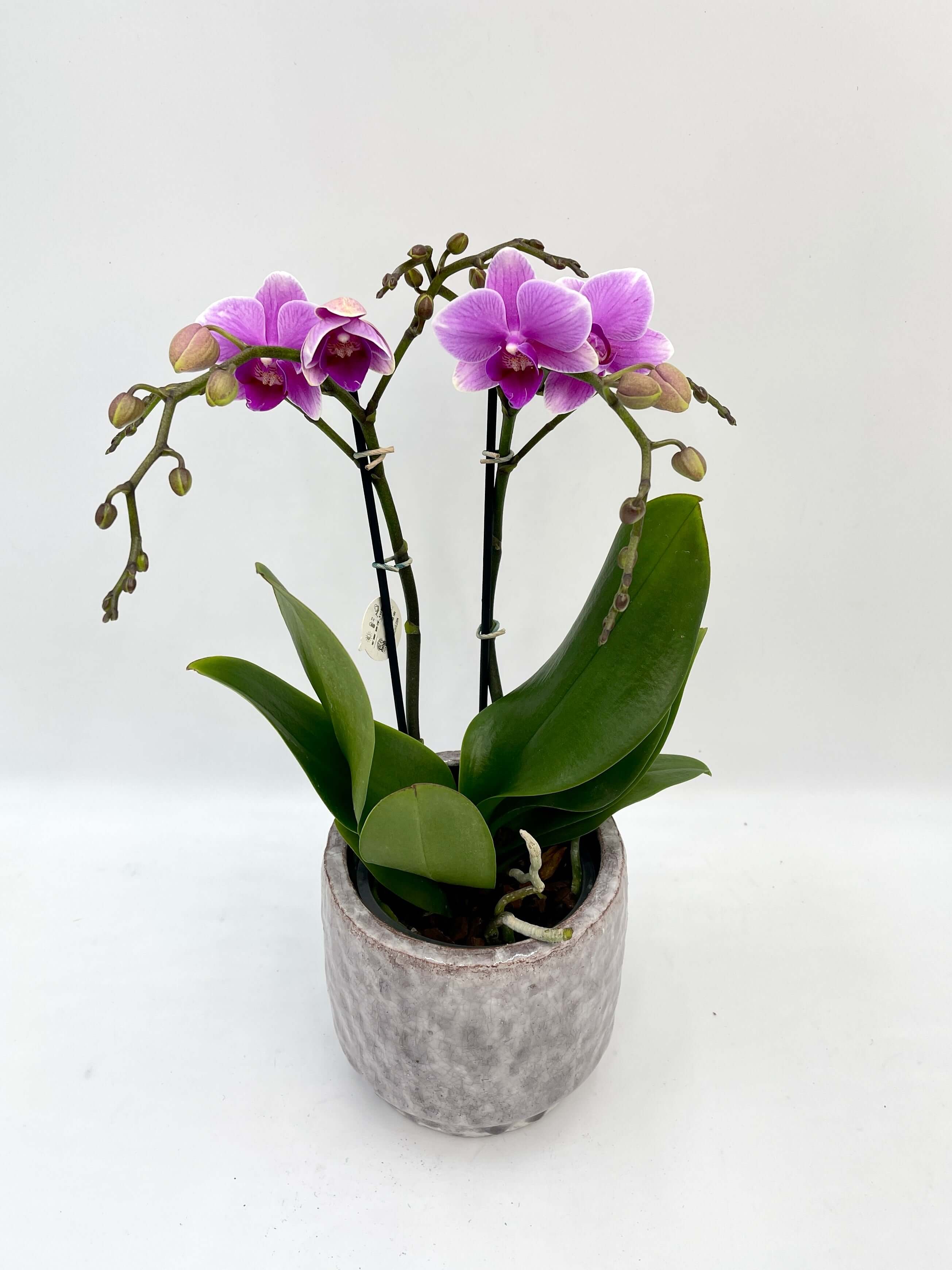 Phalaenopsis Hilda Fieck Orchid