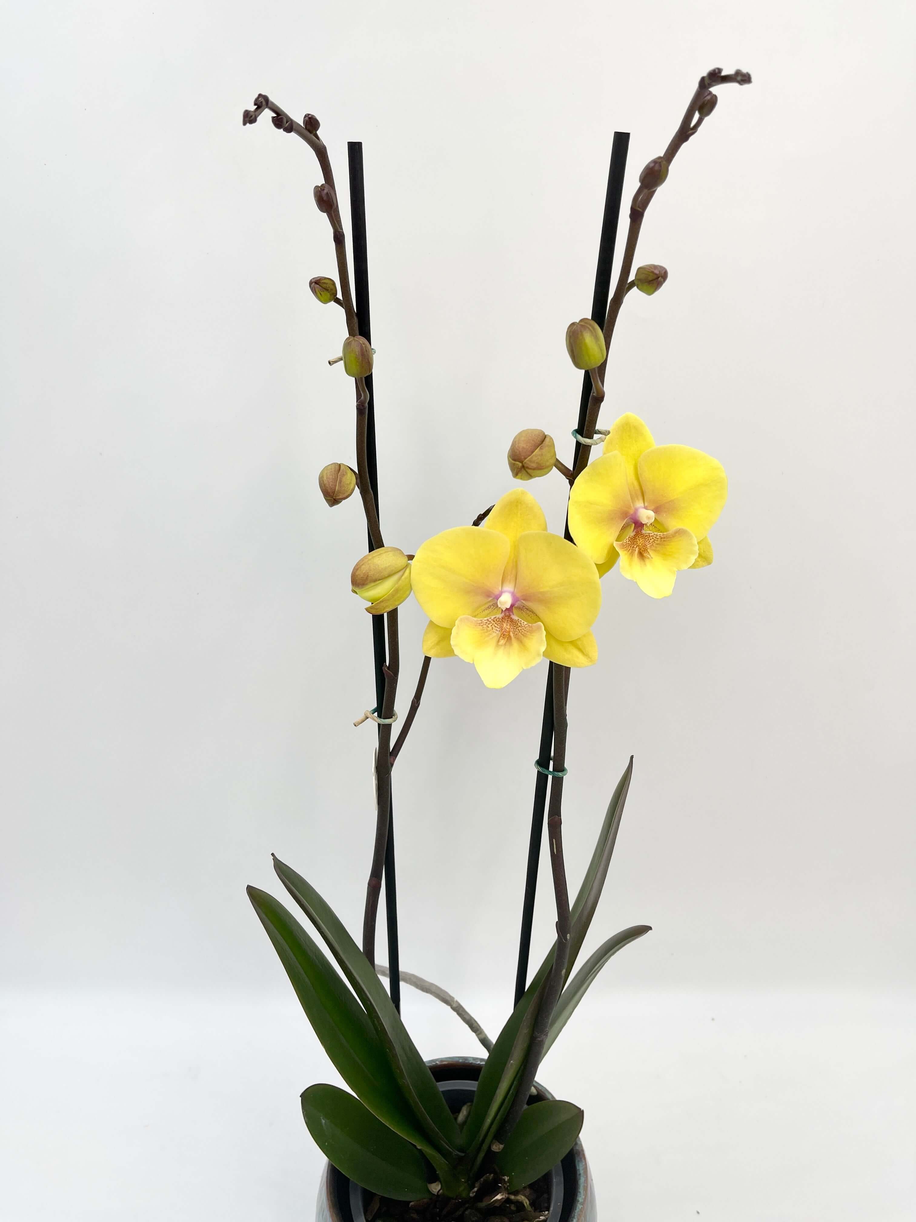 Phalaenopsis Gloria Big Lip Orchid