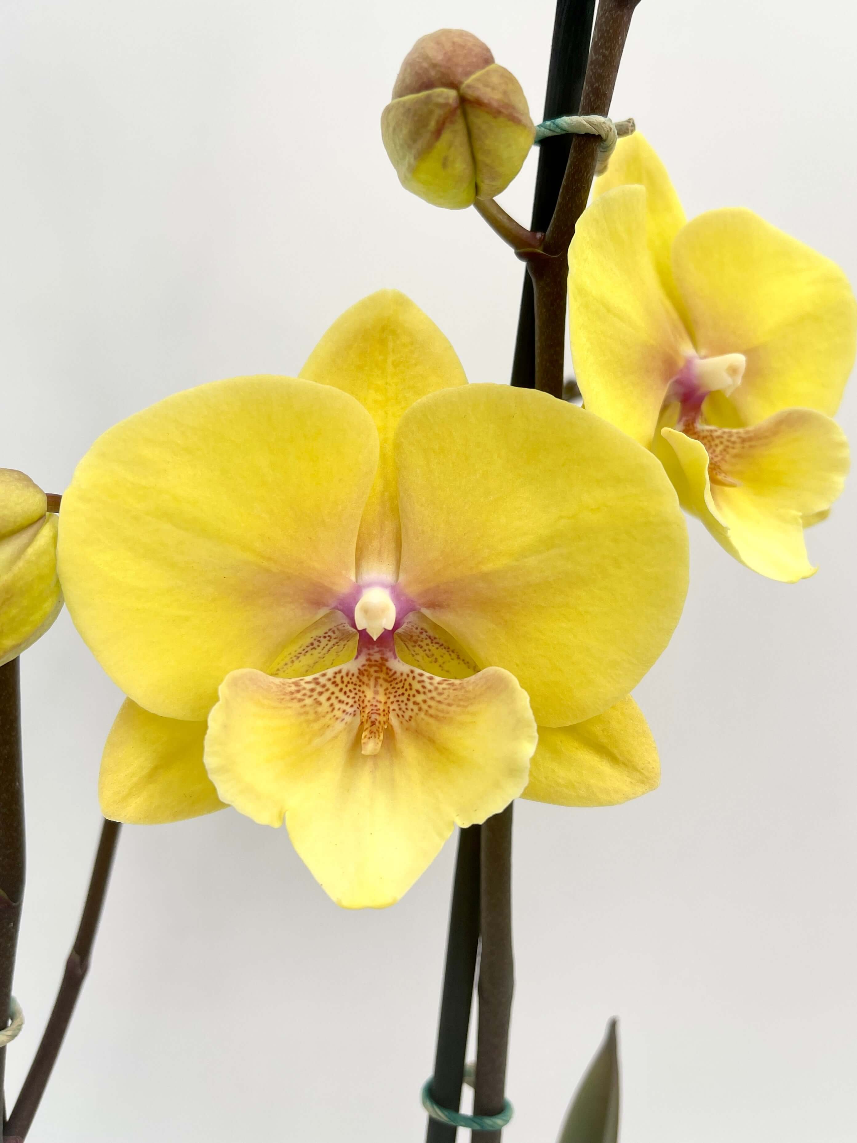 Phalaenopsis Gloria Big Lip Orchid