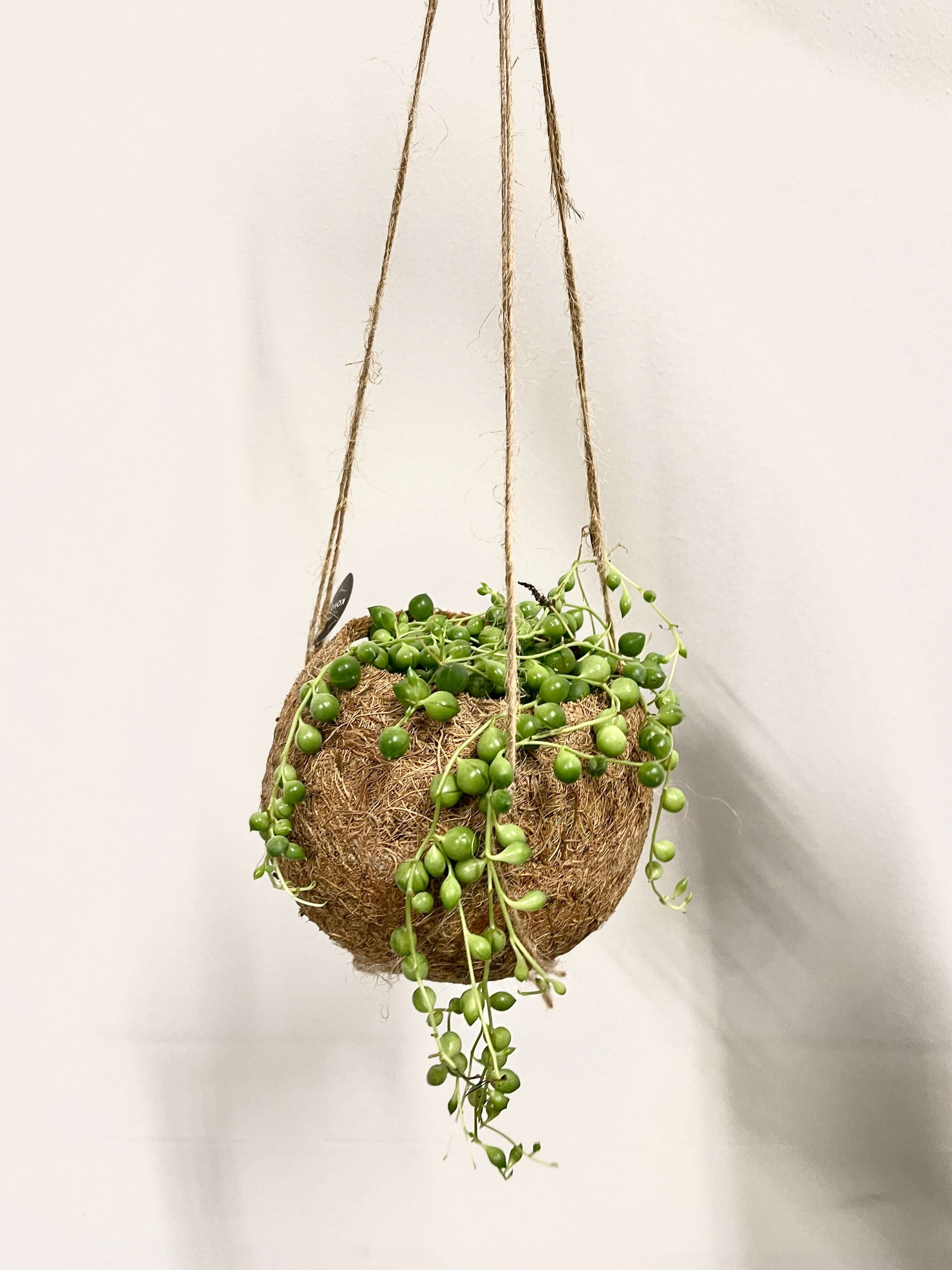 String of Pearls in Kokedama Hanging Plant Pot