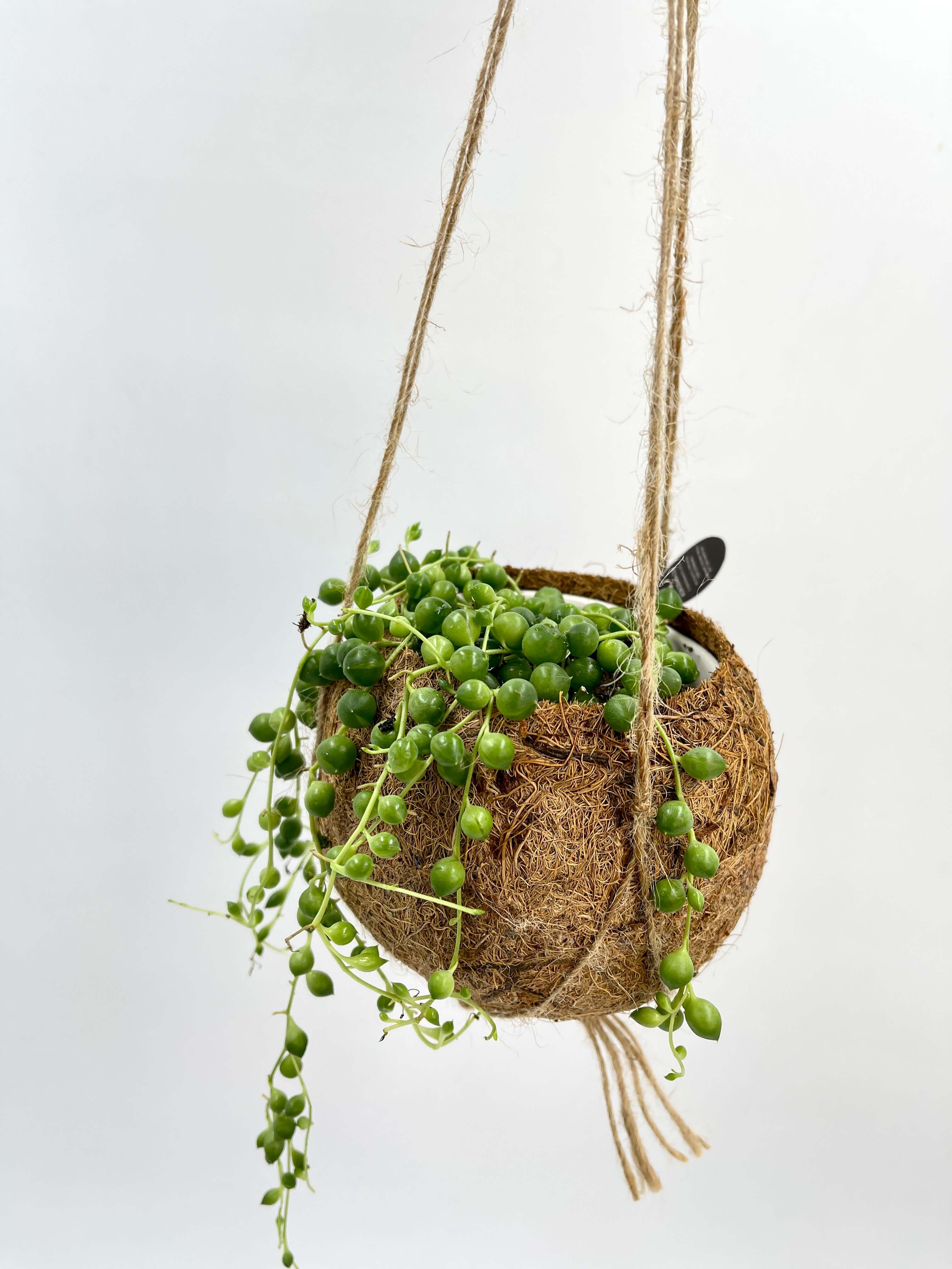 String of Pearls in Kokedama Hanging Plant Pot