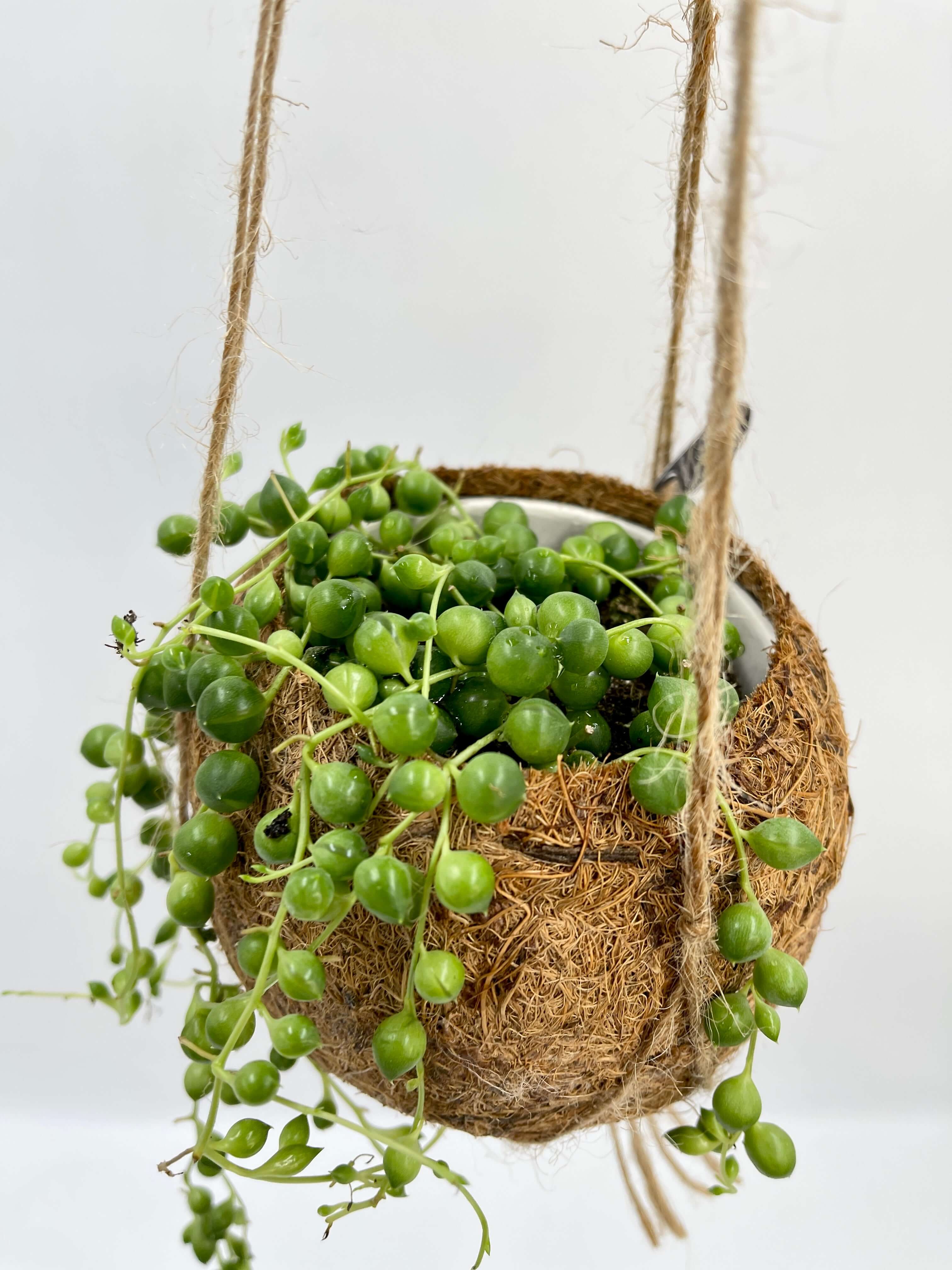 String of Pearls in Kokedama Hanging Plant Pot