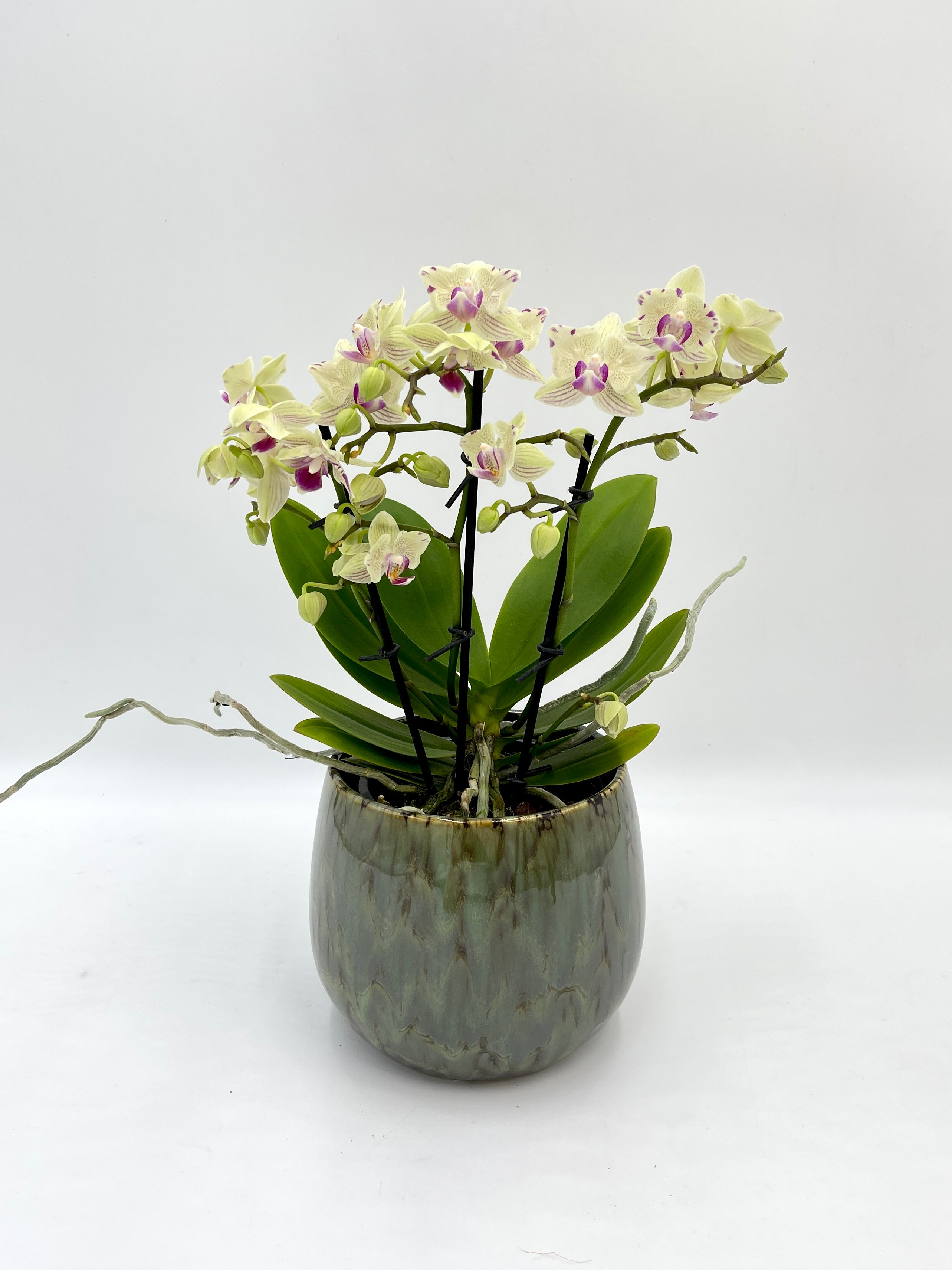 Phalaenopsis Peloric Orchid, Vanilla Cream