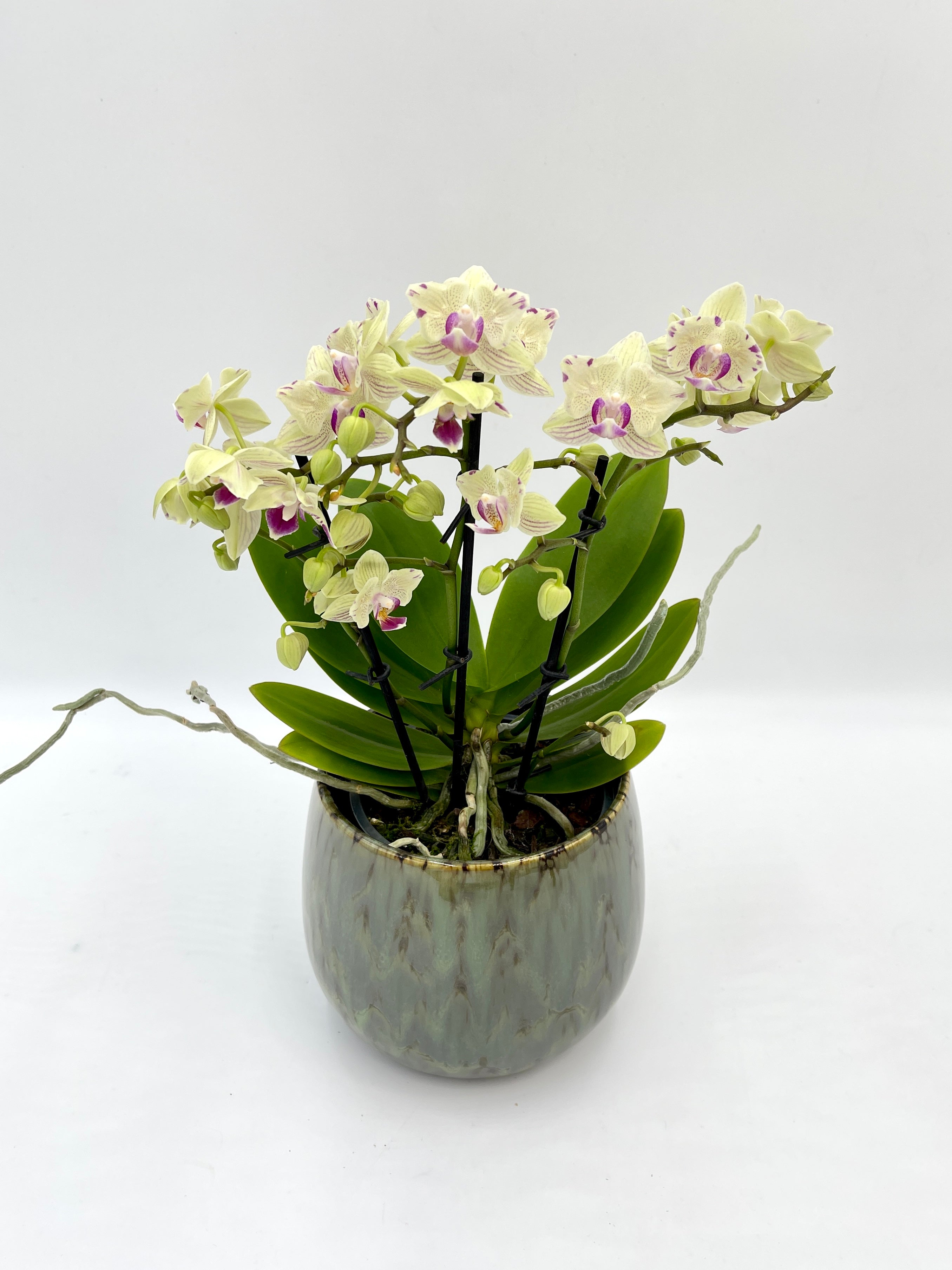 Phalaenopsis Peloric Orchid, Vanilla Cream