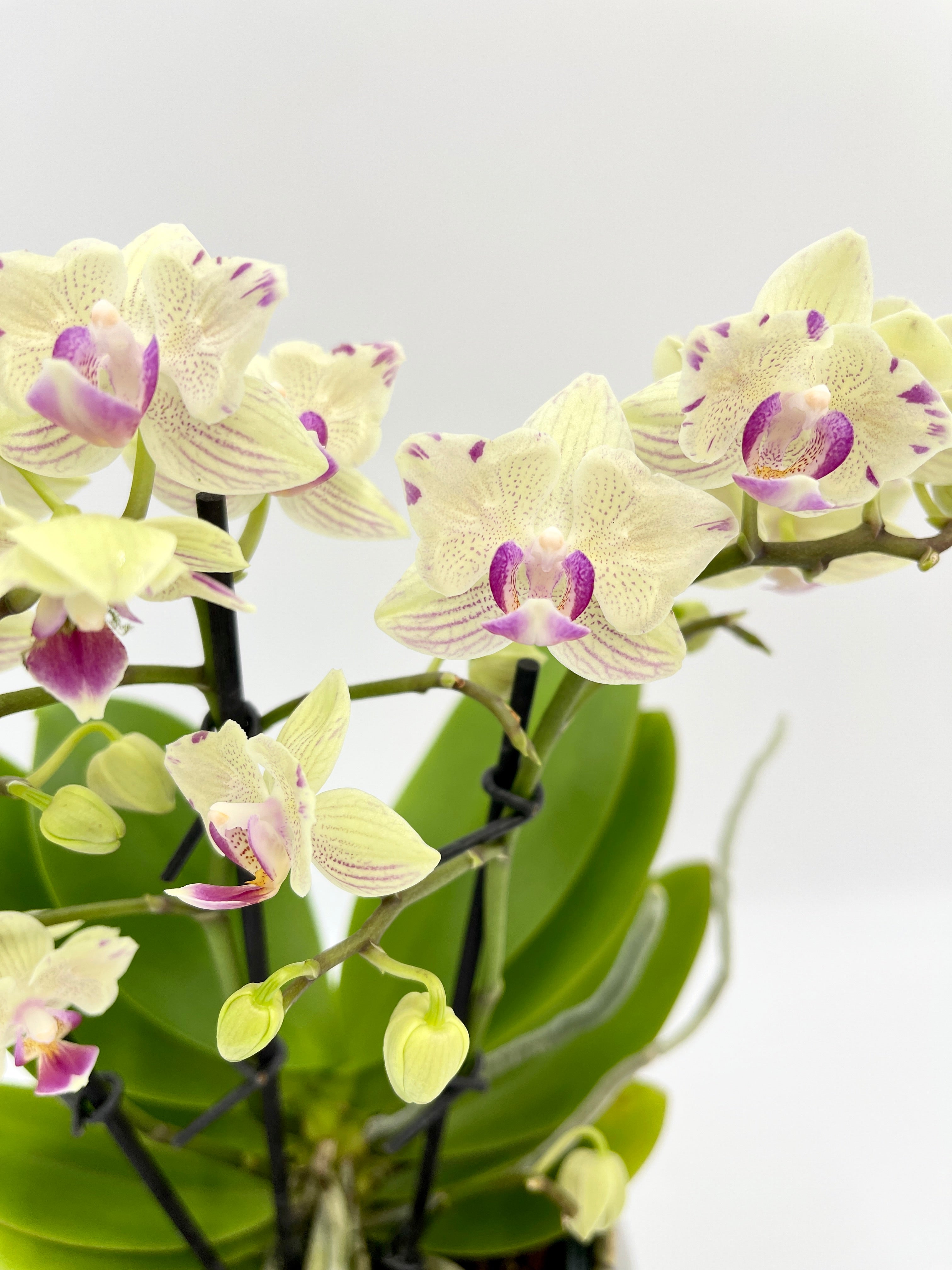 Phalaenopsis Peloric Orchid, Vanilla Cream