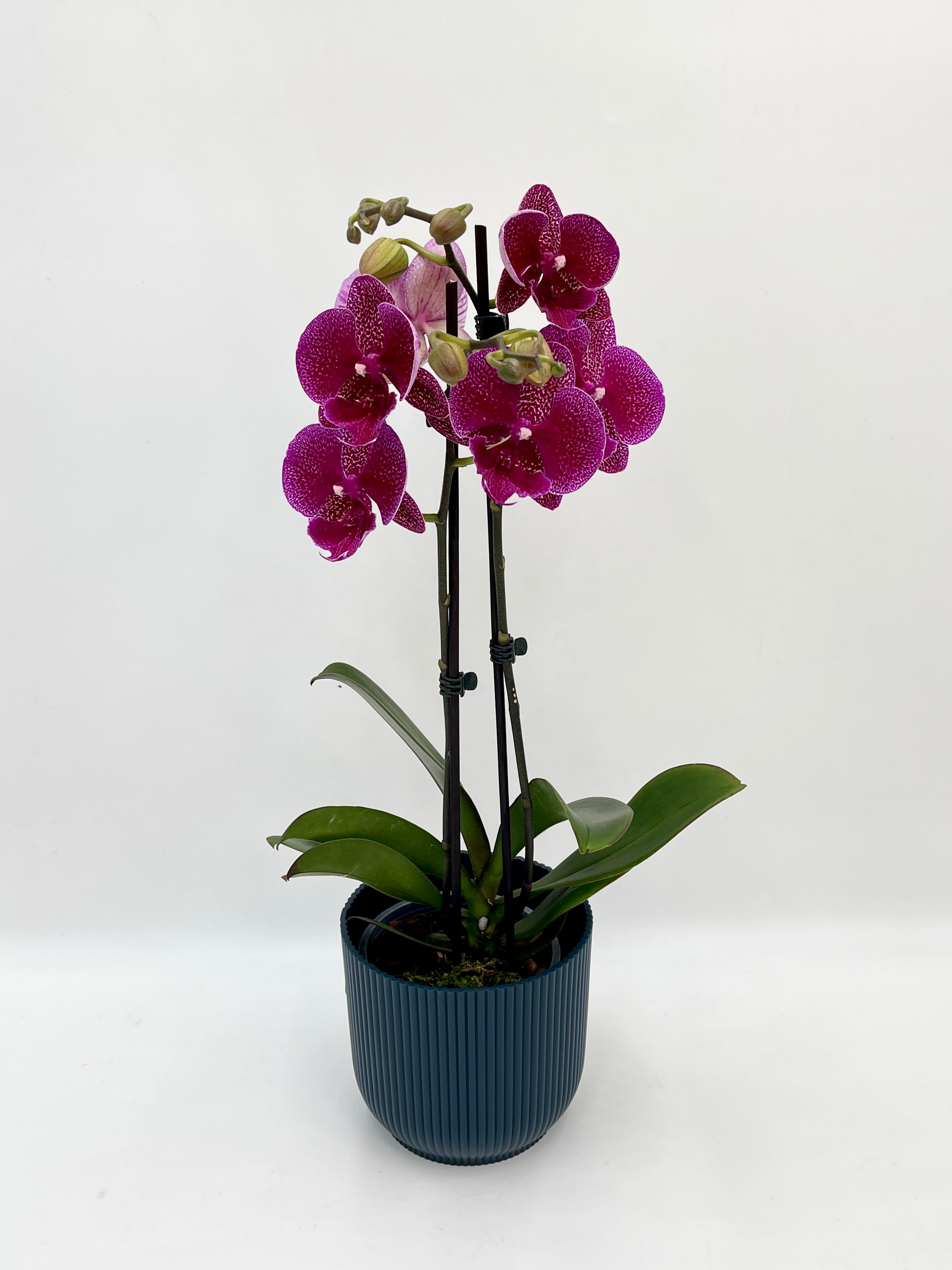 Phalaenopsis Big-Lip, Phalaenopsis Zoja Kiss