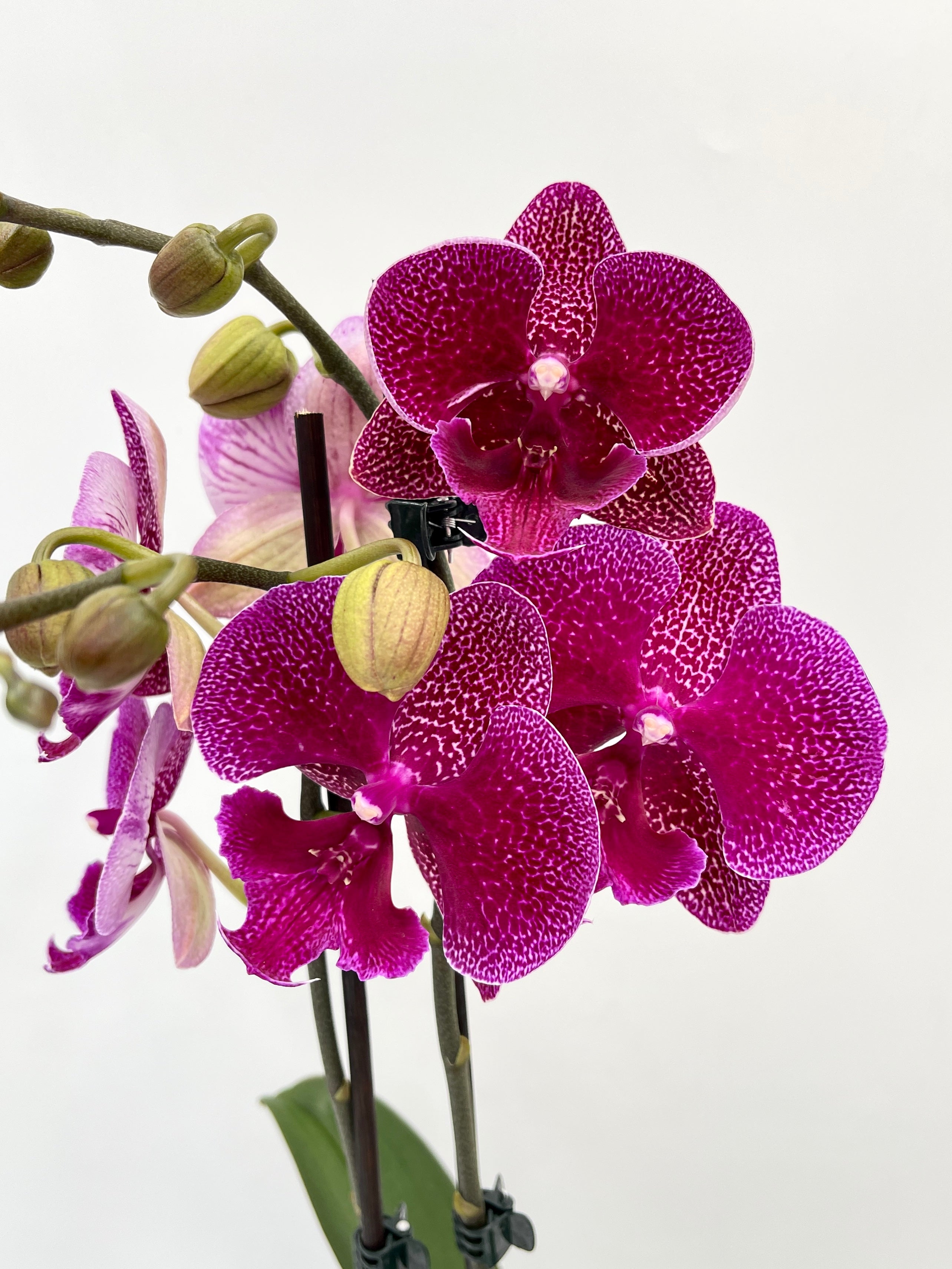 Phalaenopsis Big-Lip, Phalaenopsis Zoja Kiss