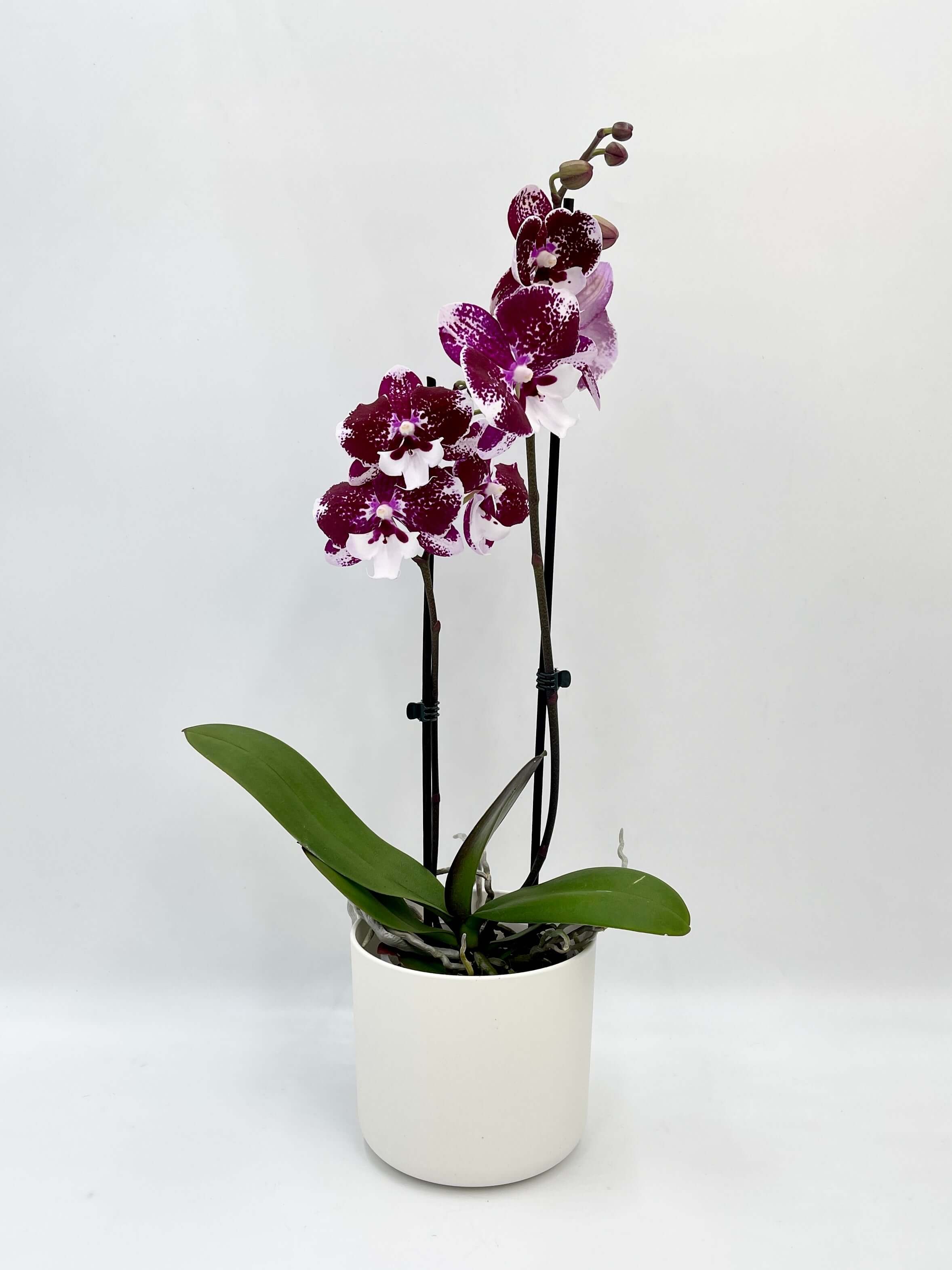 Phalaenopsis Dark Kiss, Big Lips