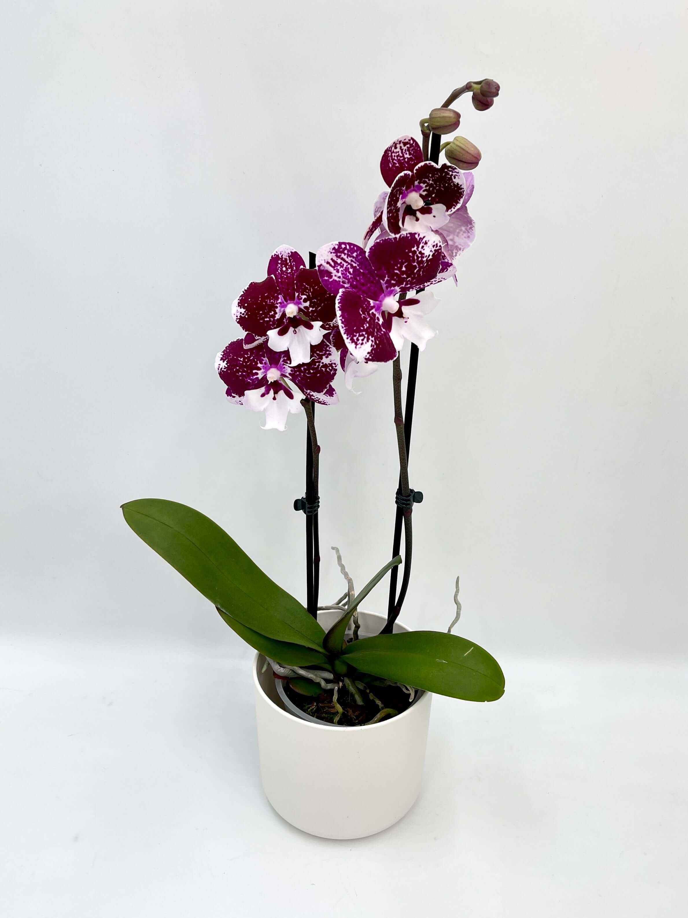 Phalaenopsis Dark Kiss, Big Lips