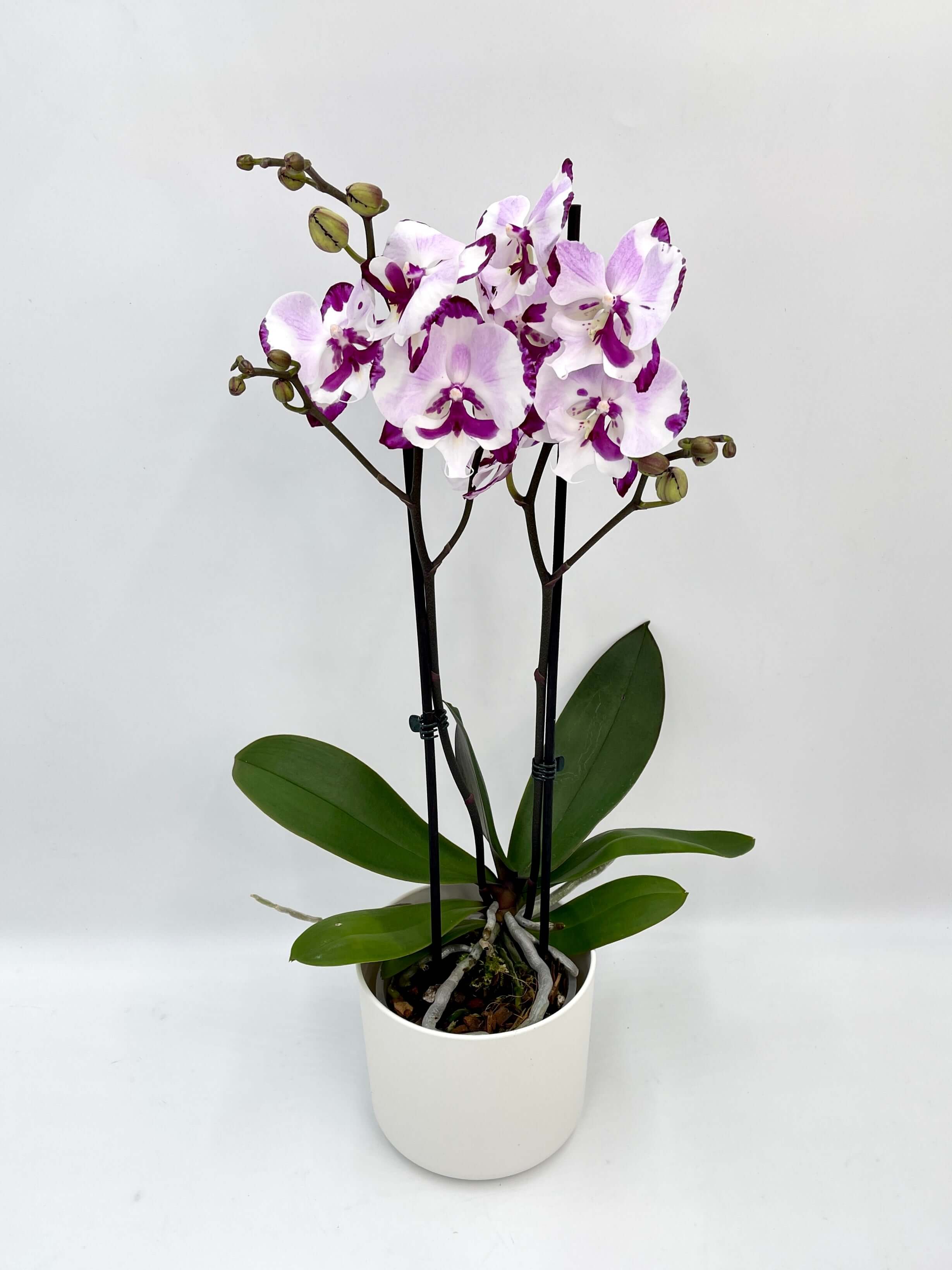 Phalaenopsis King Car Dalmatian, Big-Lip Orchid