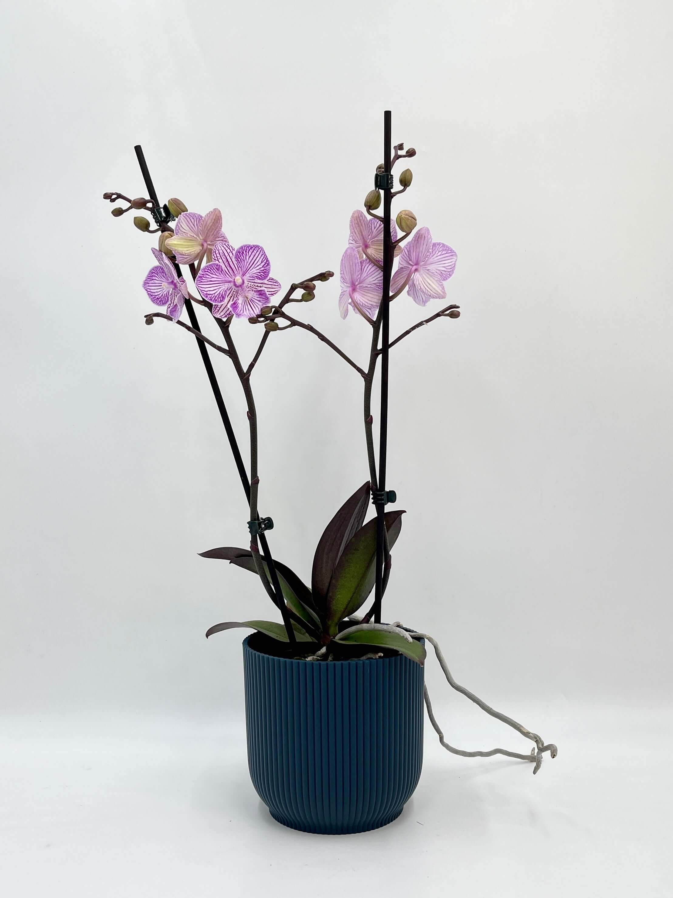 Phalaenopsis Big Lip Orchid Pink Manta penida