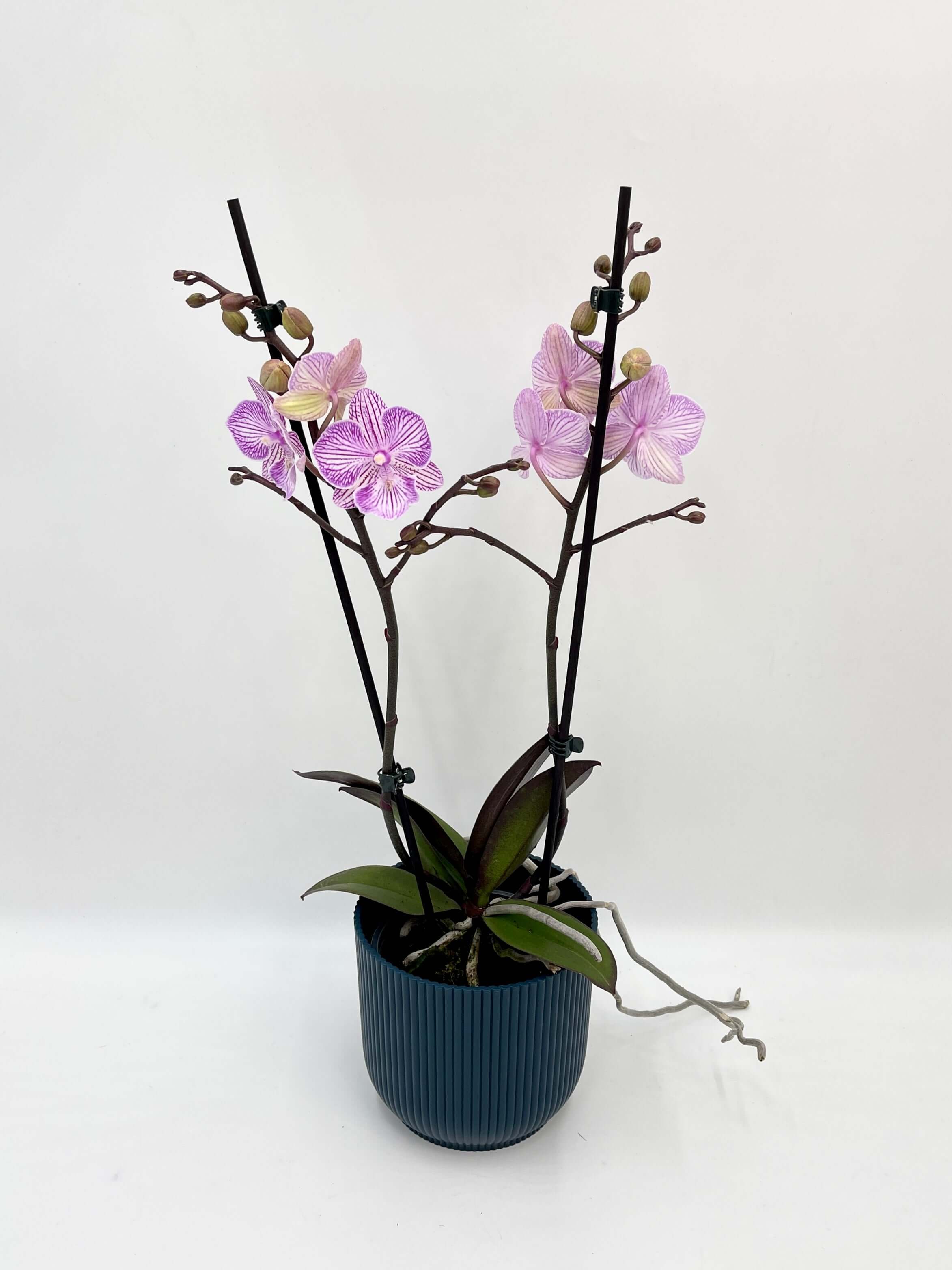 Phalaenopsis Big Lip Orchid Pink Manta penida