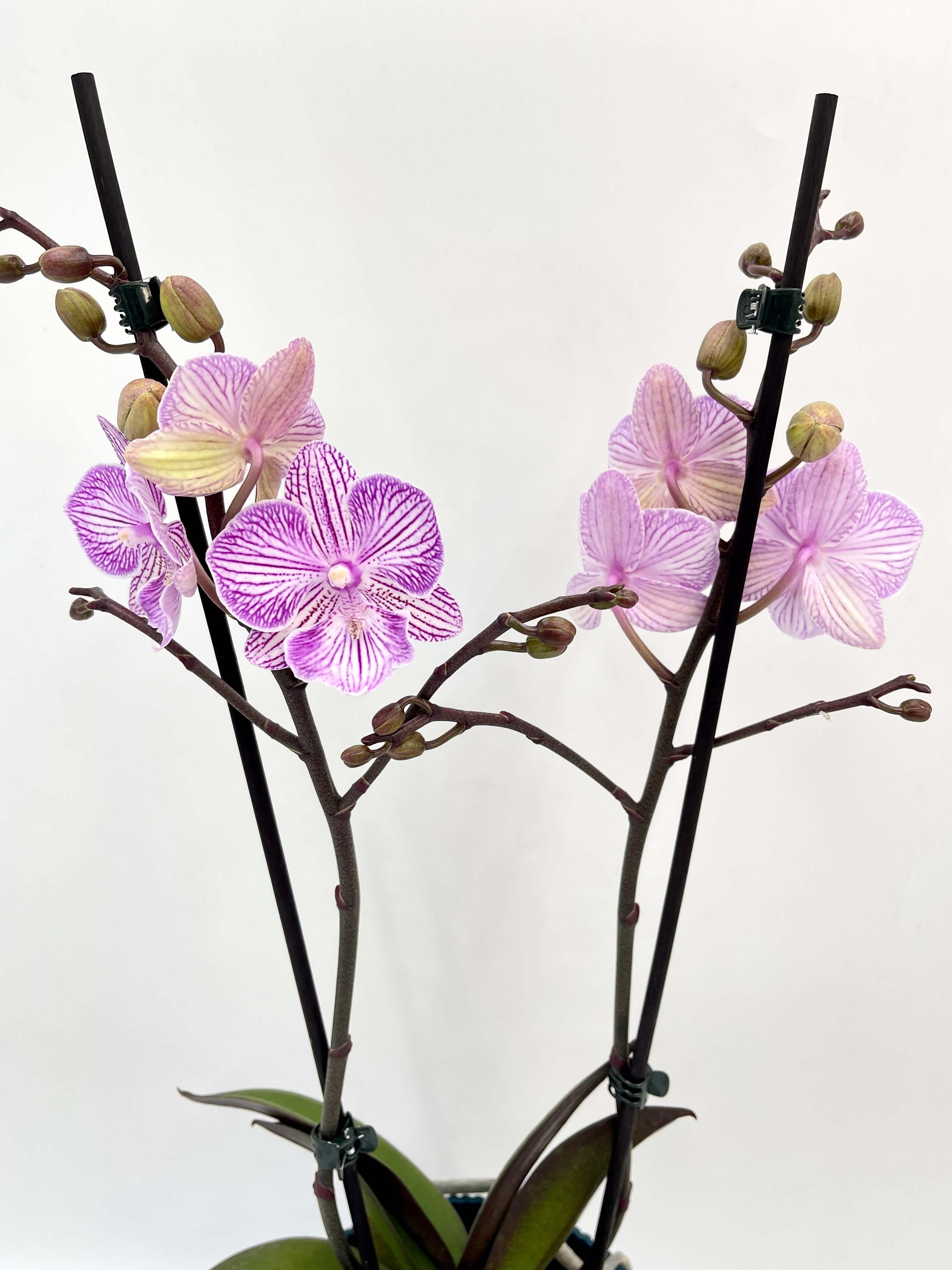 Phalaenopsis Big Lip Orchid Pink Manta penida