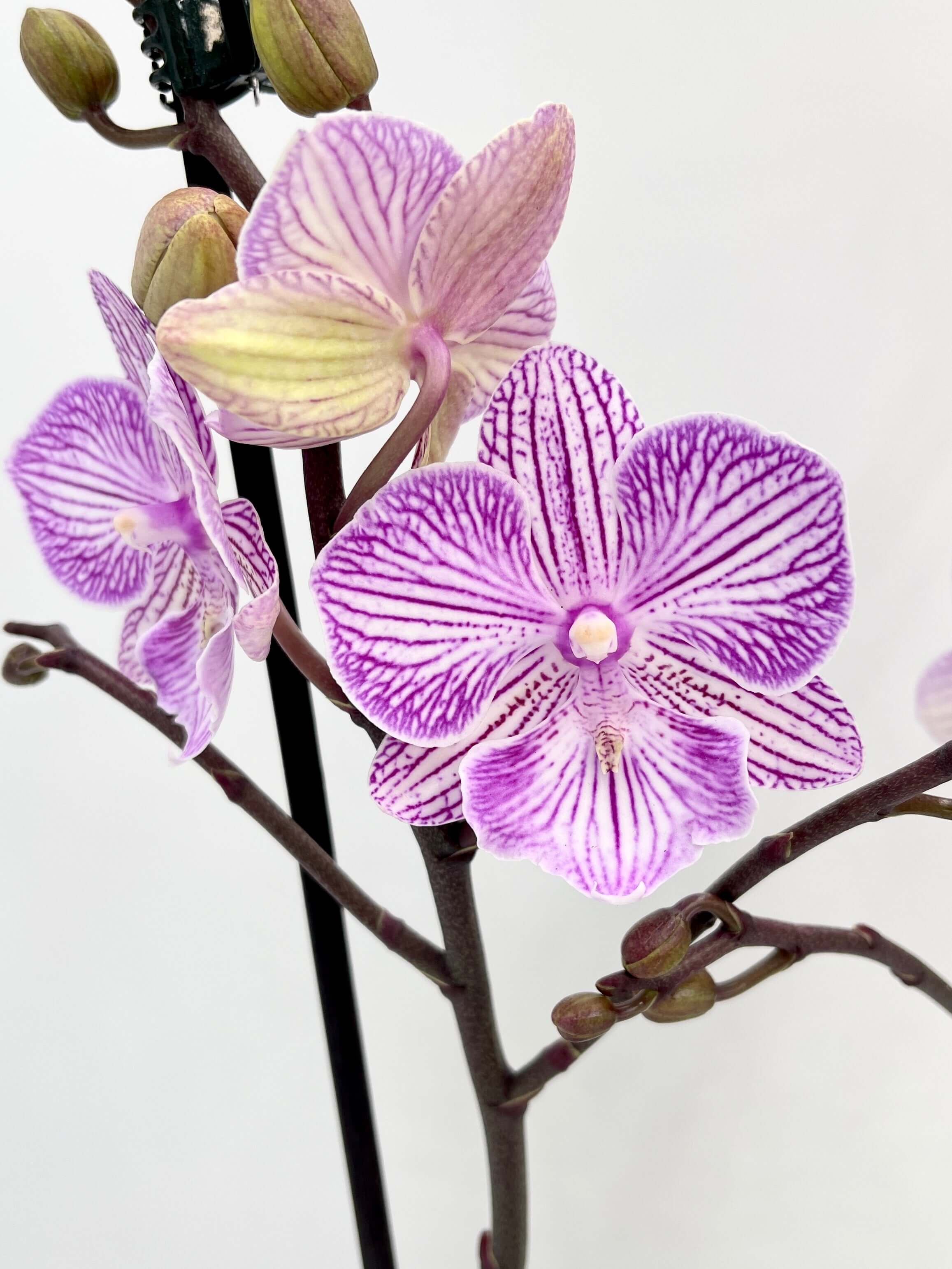 Phalaenopsis Big Lip Orchid Pink Manta penida