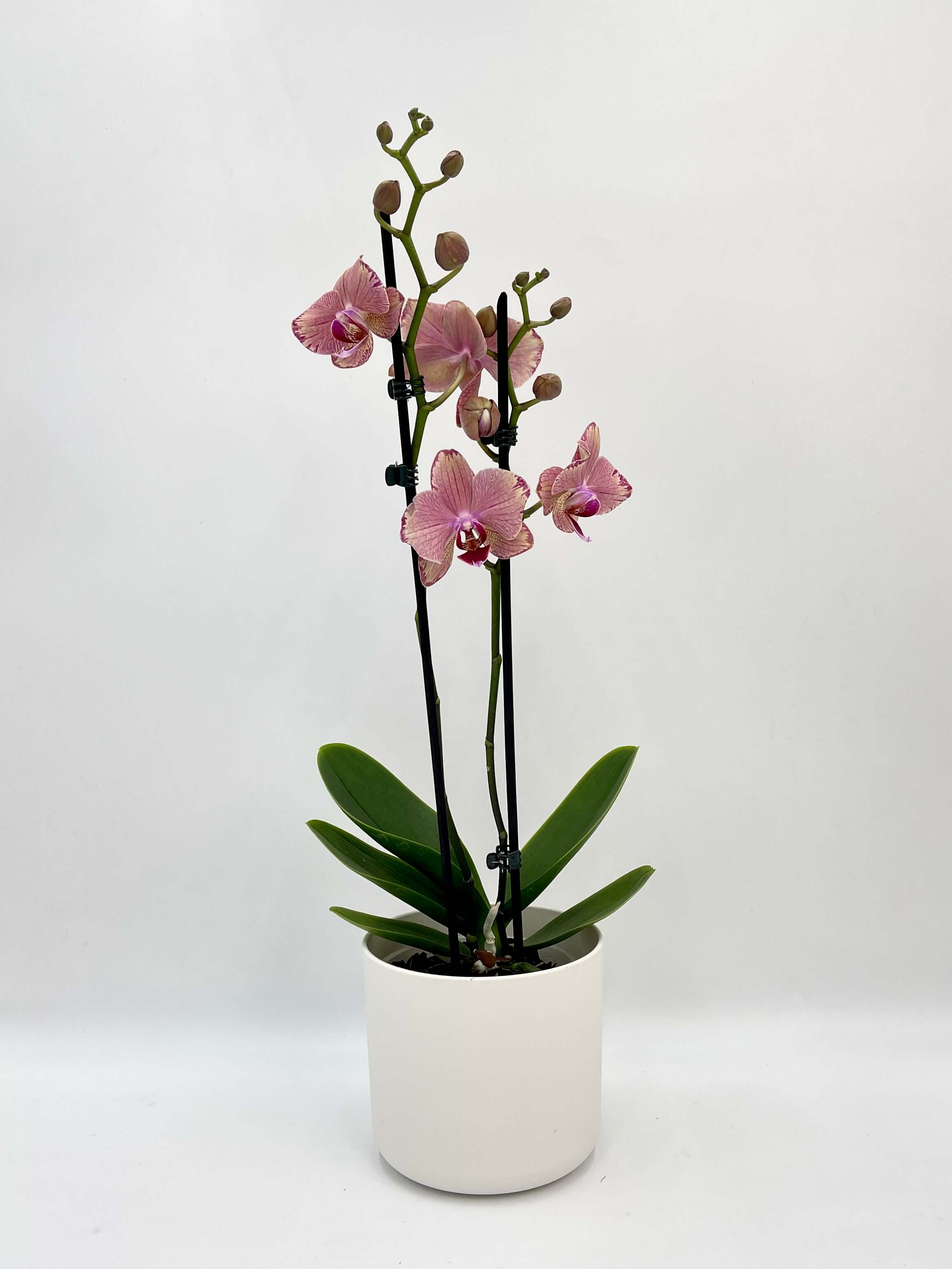 Phalaenopsis Pirate Picotee