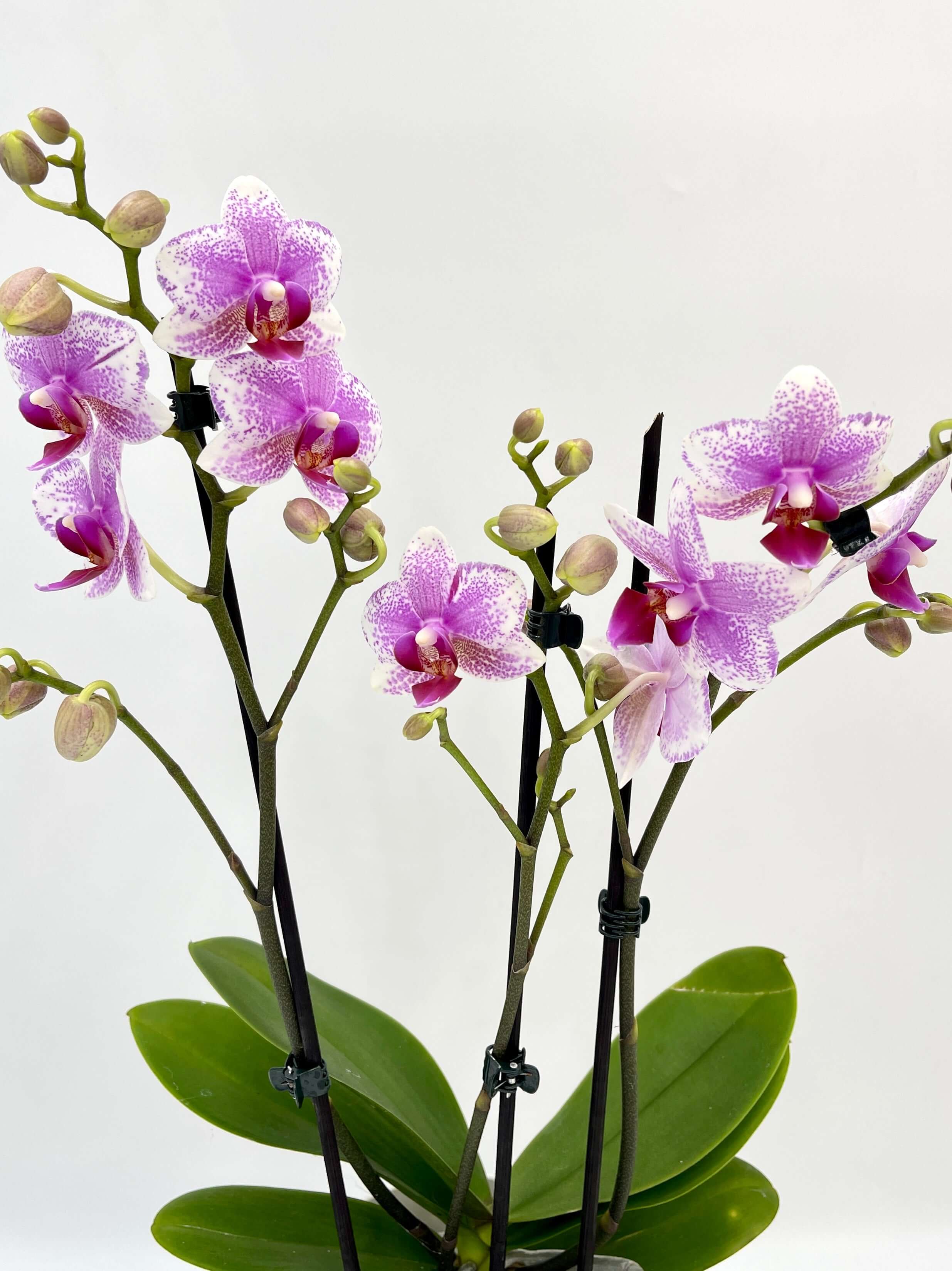 Phalaenopsis Rotterdam, 3 Branches