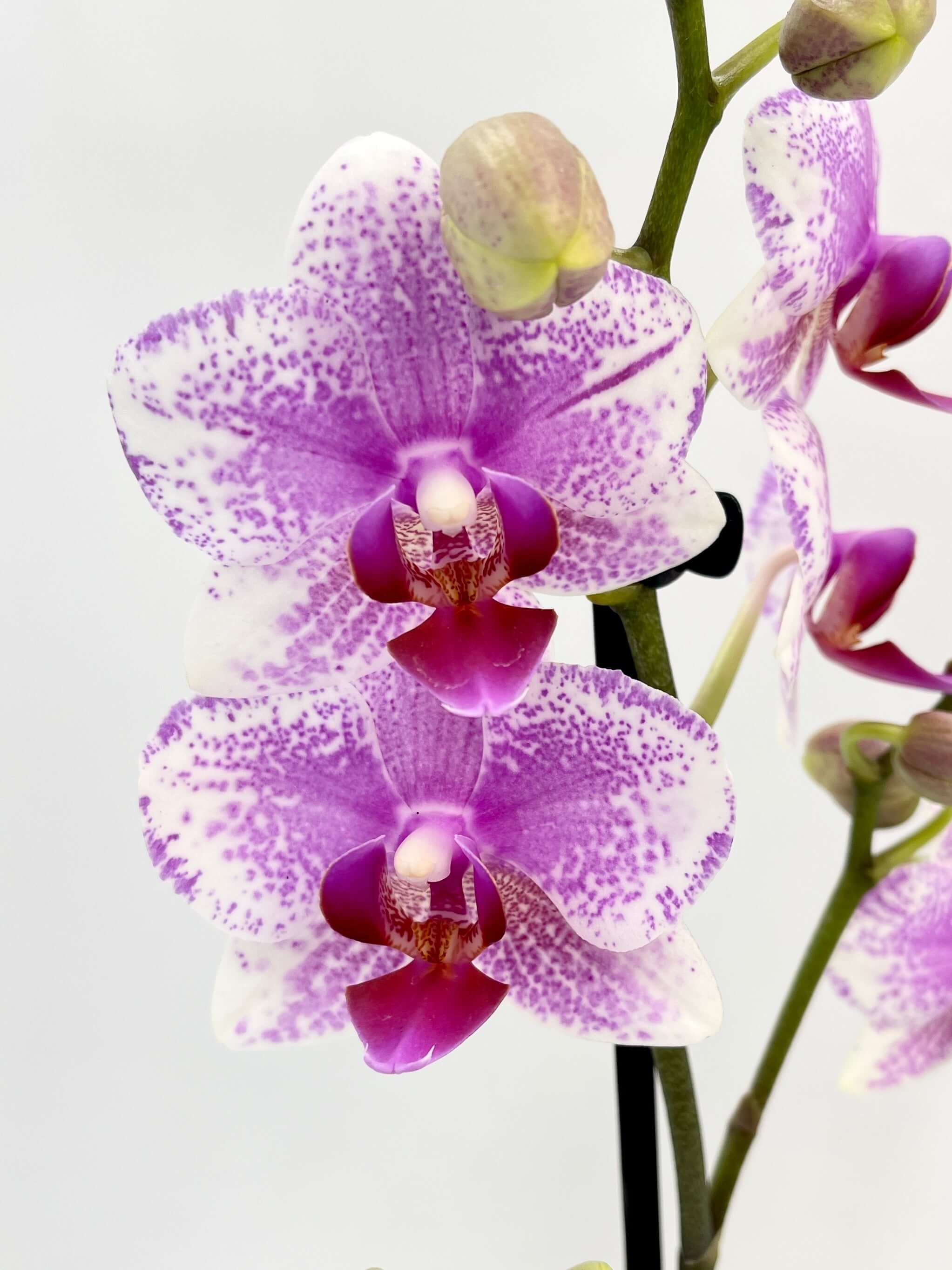 Phalaenopsis Rotterdam, 3 Branches