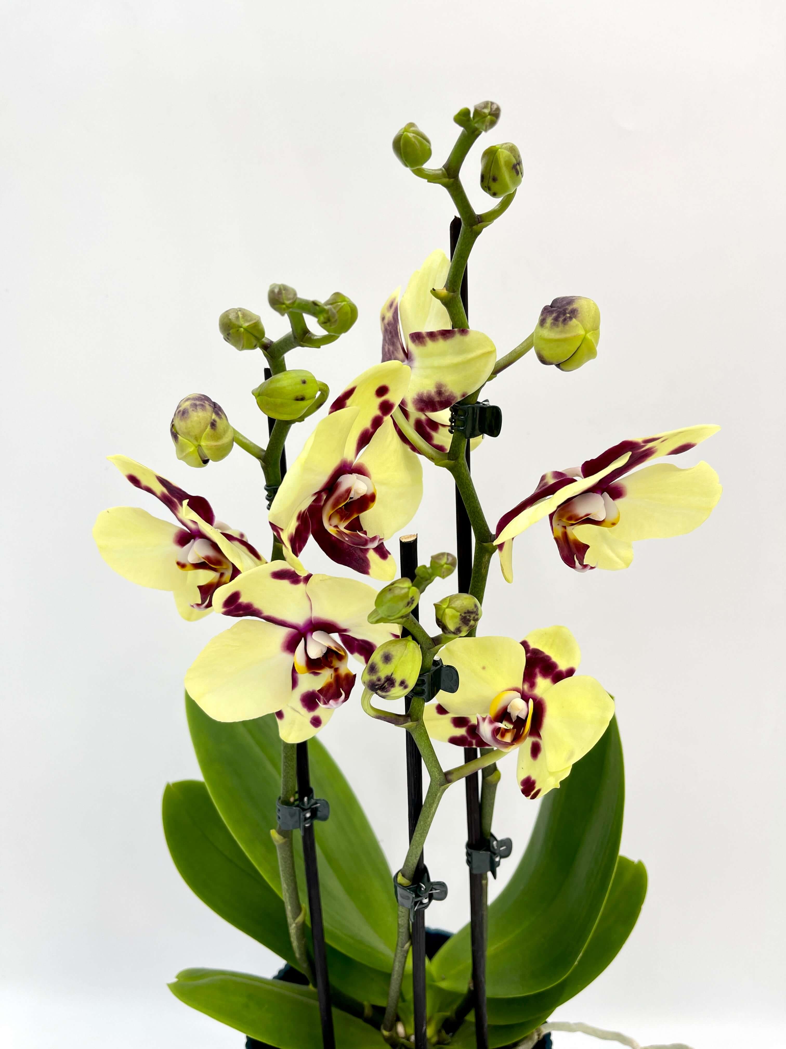 Phalaenopsis Romee Orchid, 3 Branch