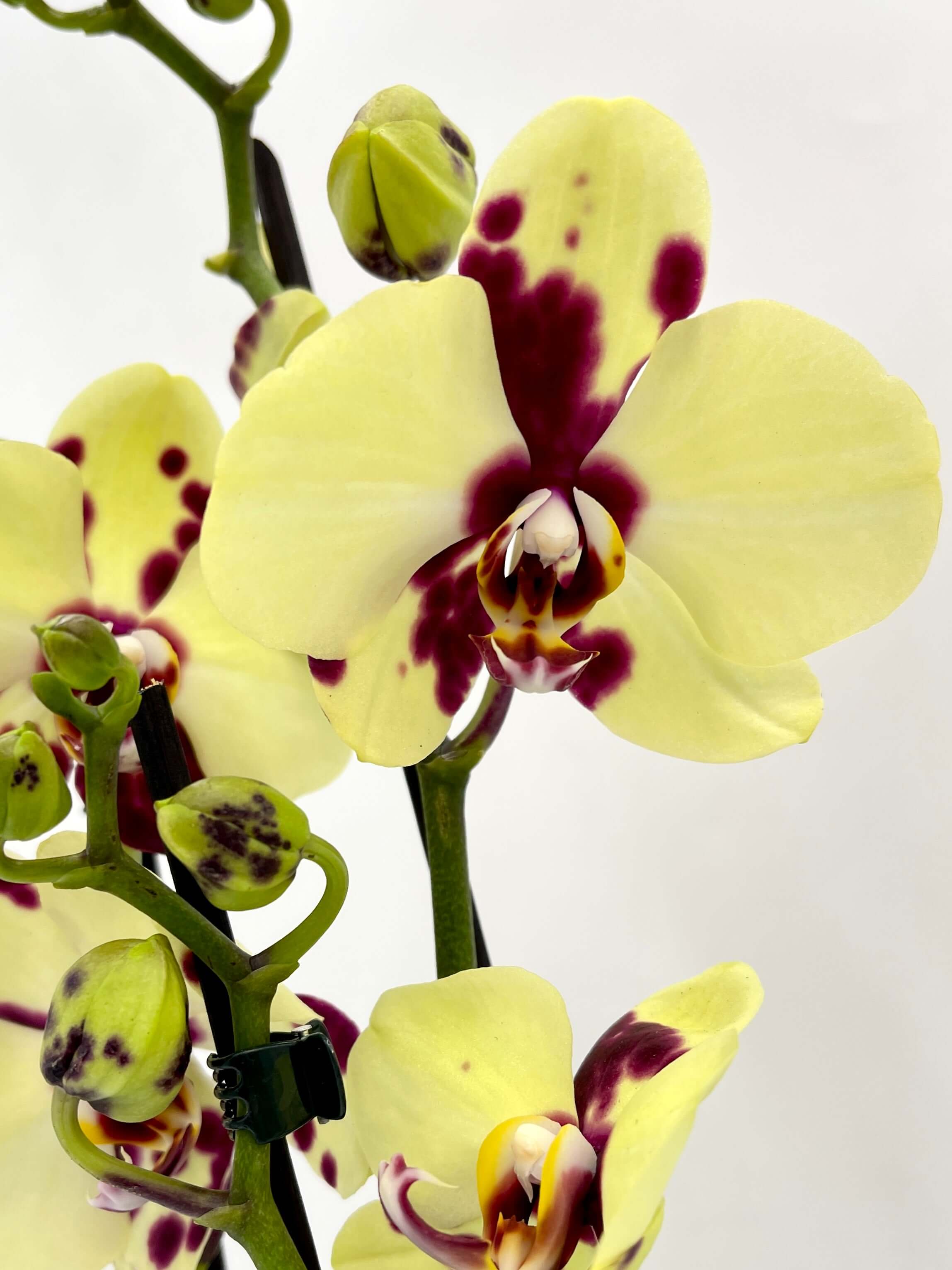 Phalaenopsis Romee Orchid, 3 Branch