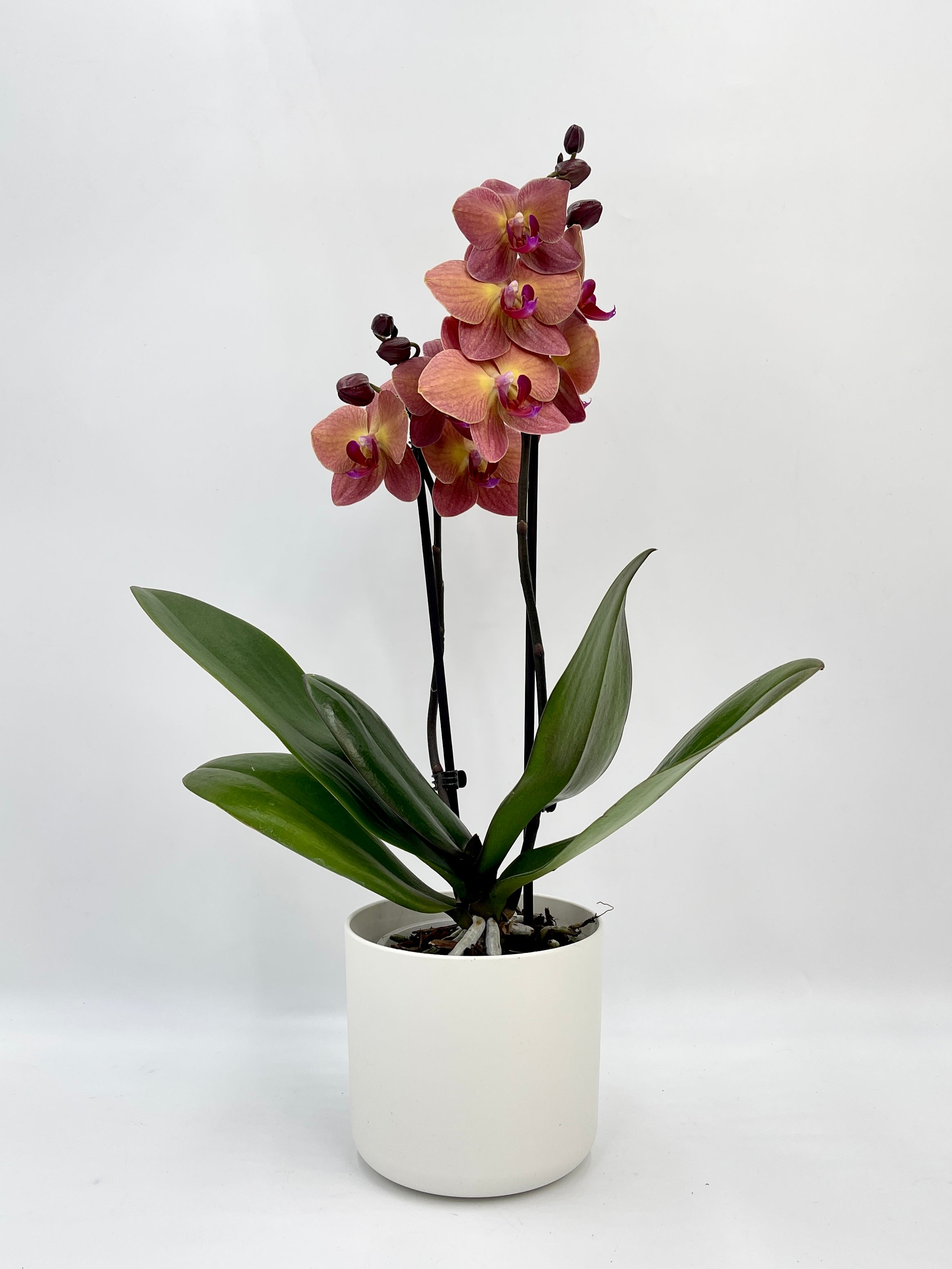 Phalaenopsis Orchid, Surfsong