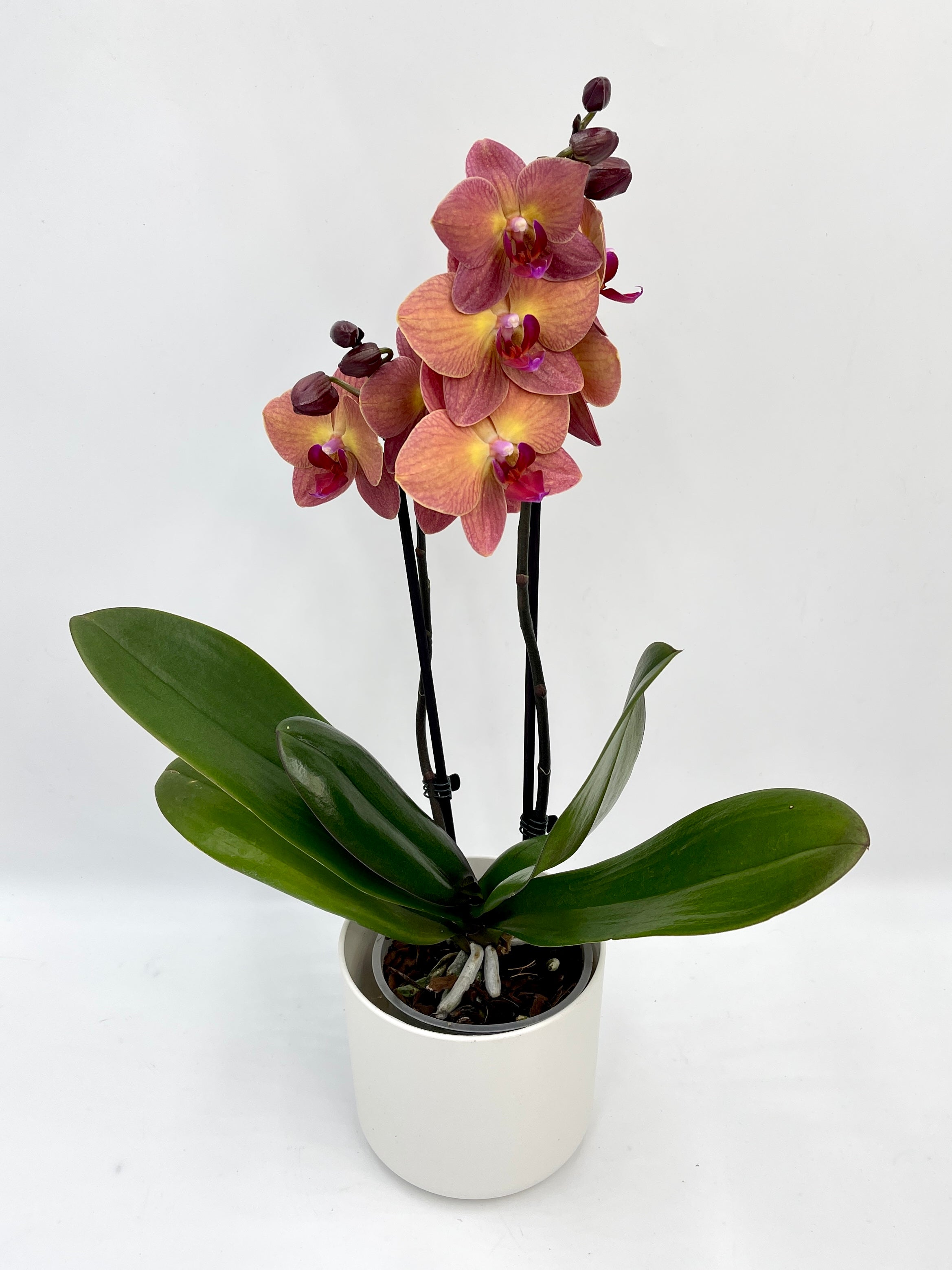 Phalaenopsis Orchid, Surfsong