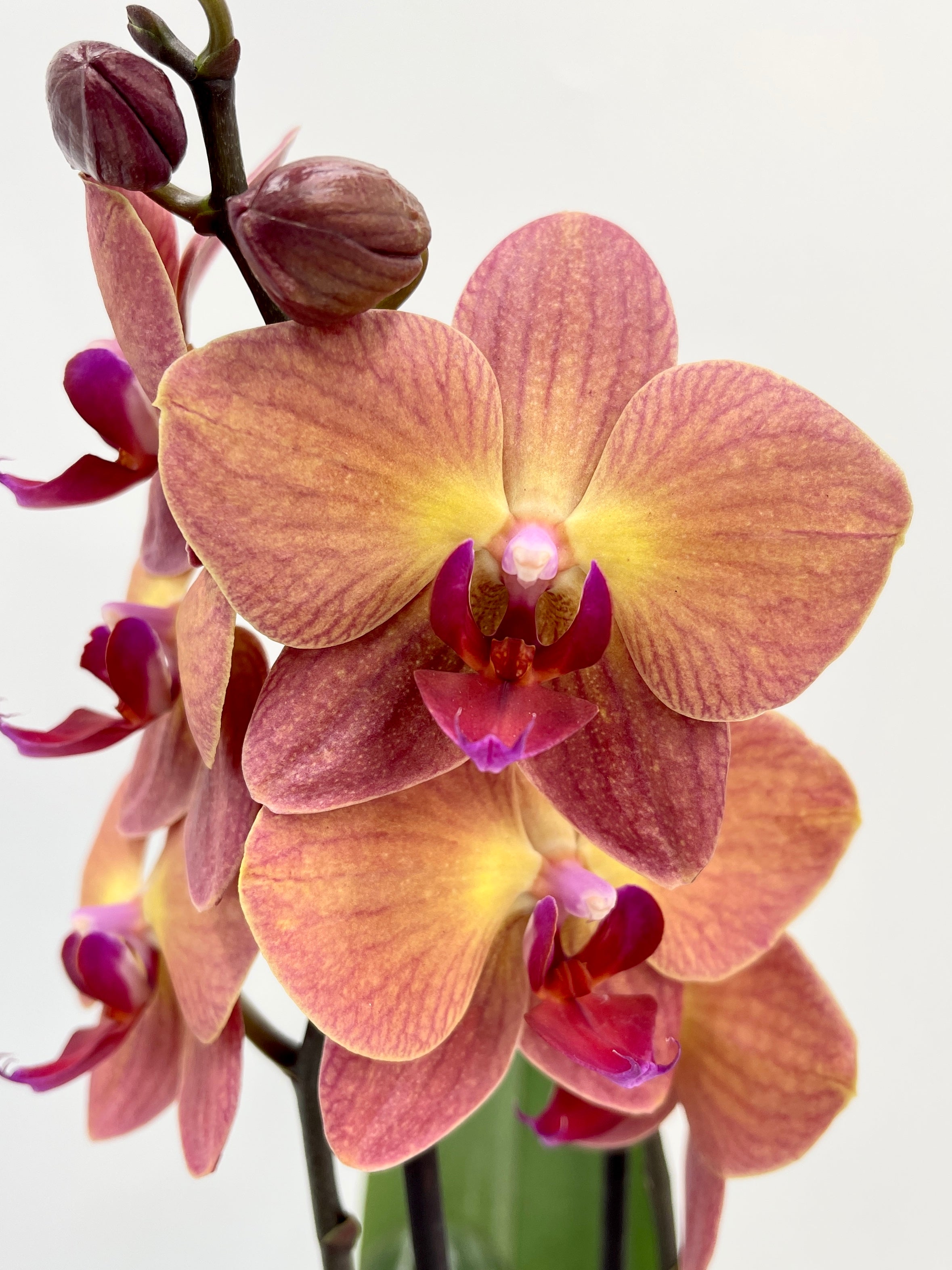 Phalaenopsis Orchid, Surfsong