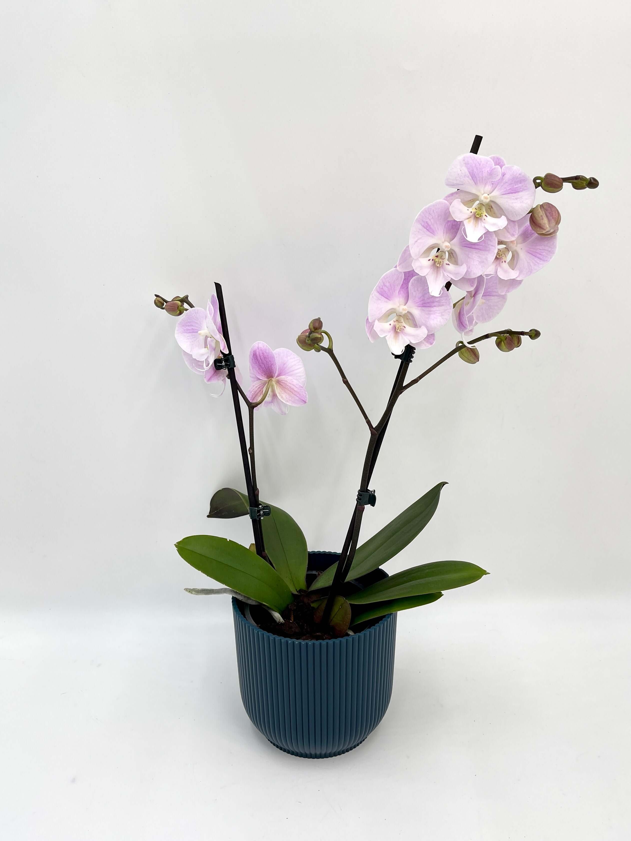 Big Lip Lilac Orchid, Phalaenopsis Special Edition