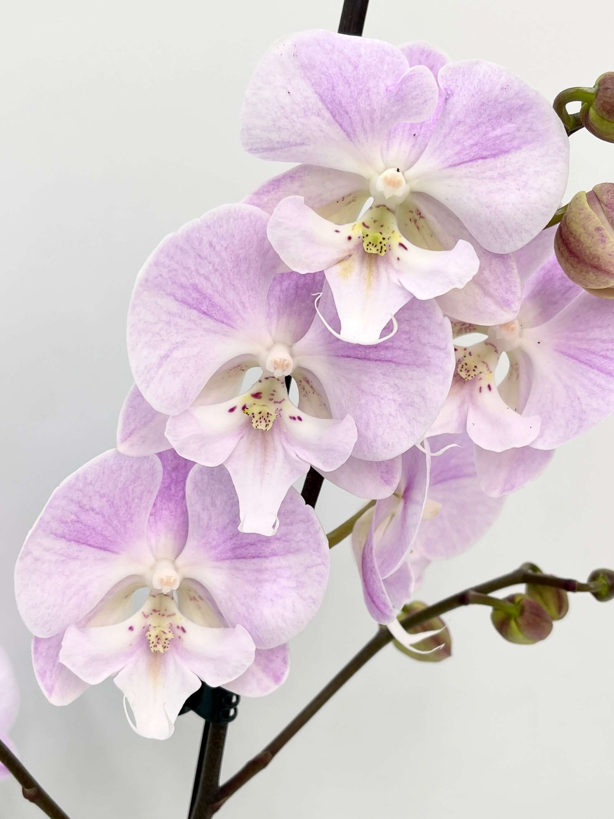 Big Lip Lilac Orchid, Phalaenopsis Special Edition