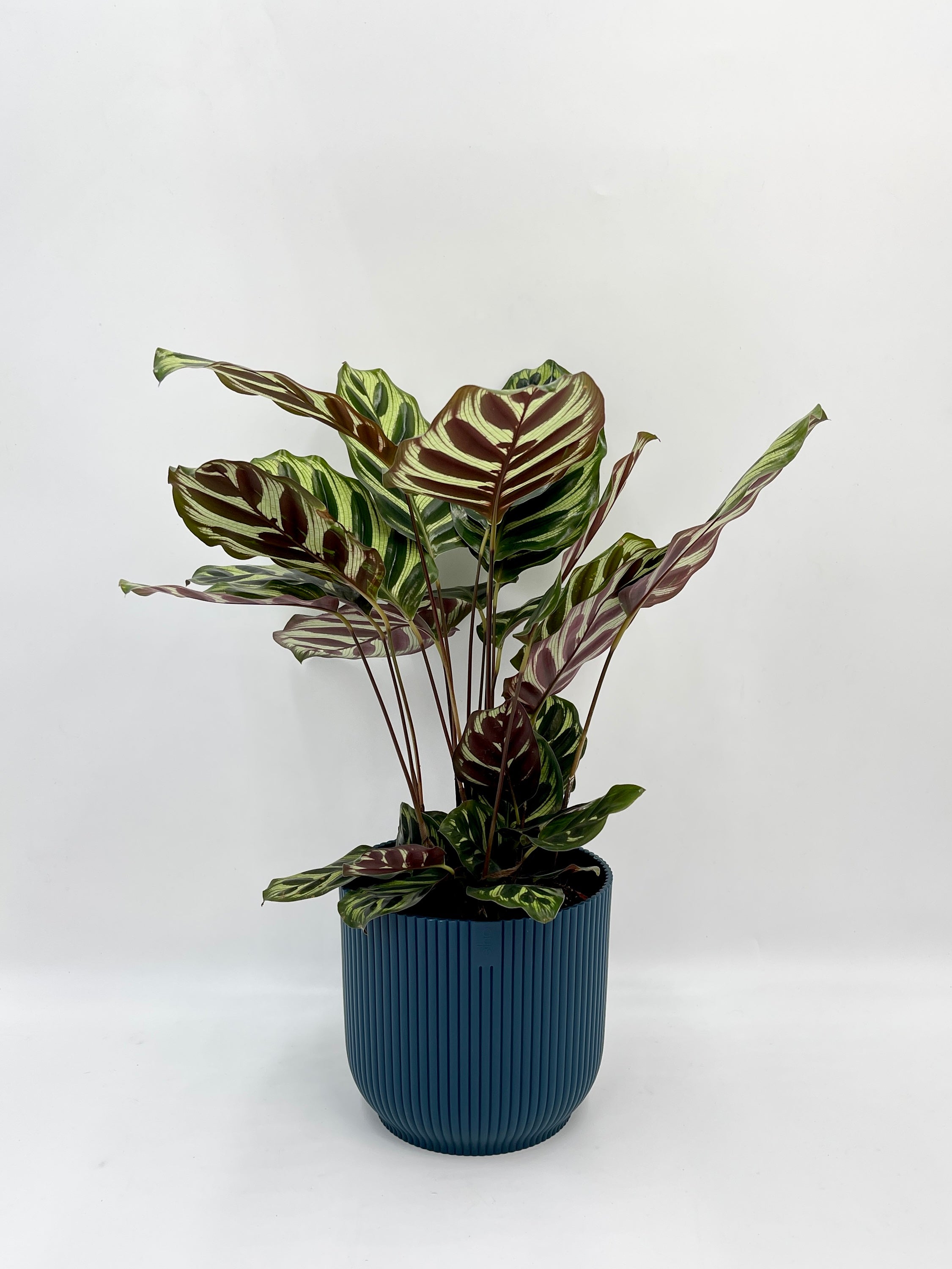 Calathea Makoyana, Prayer plant