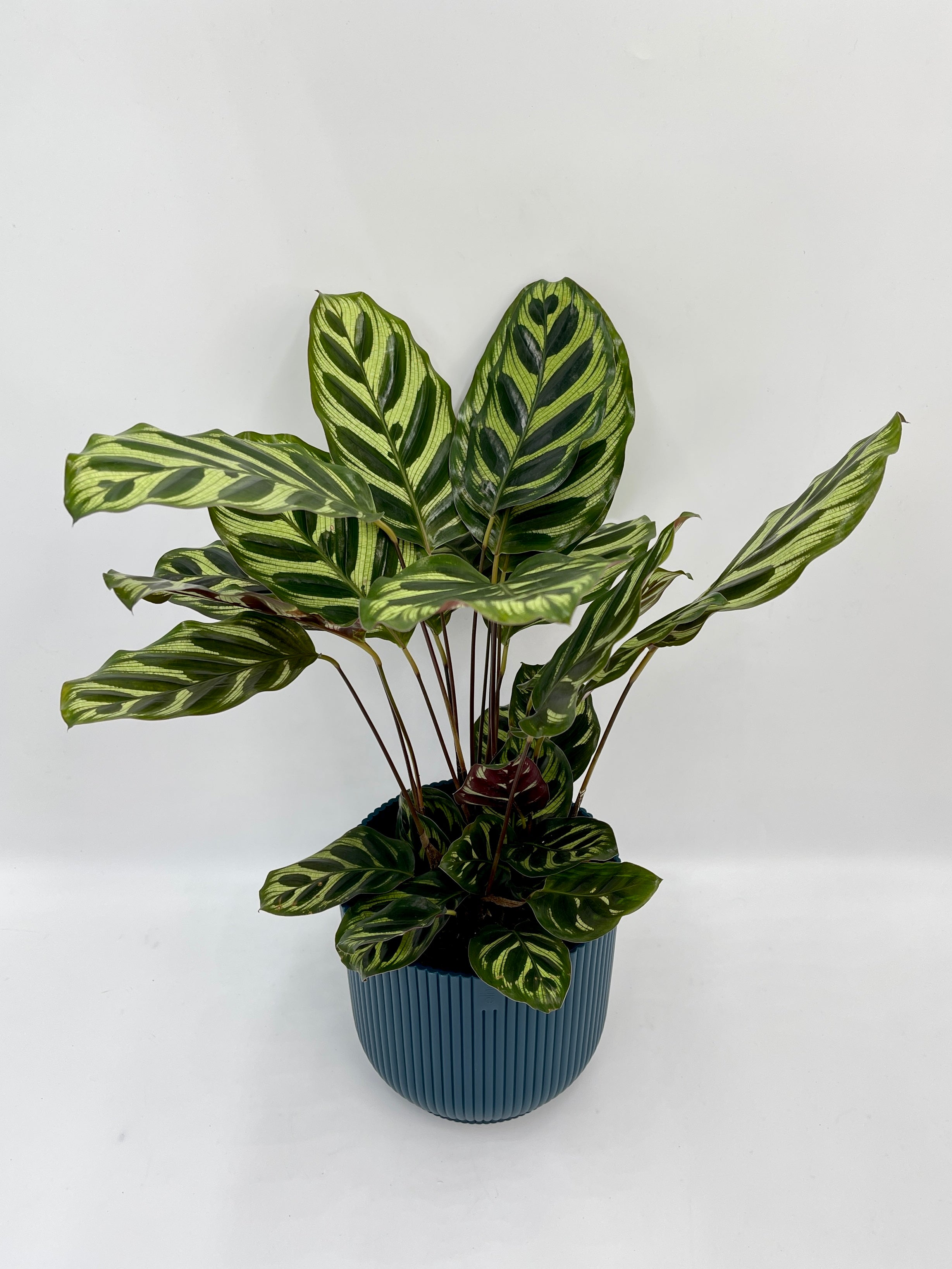 Calathea Makoyana, Prayer plant