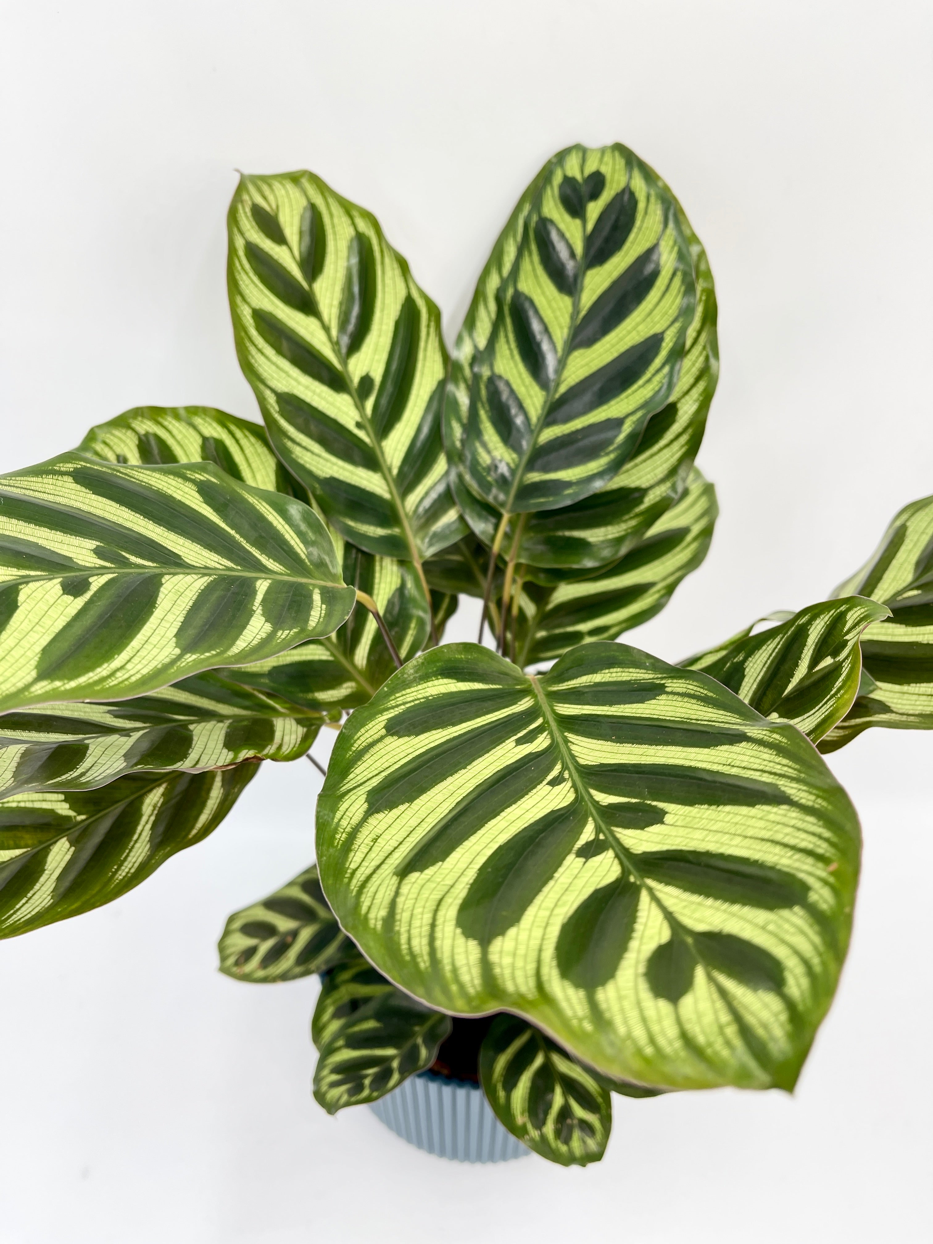 Calathea Makoyana, Prayer plant